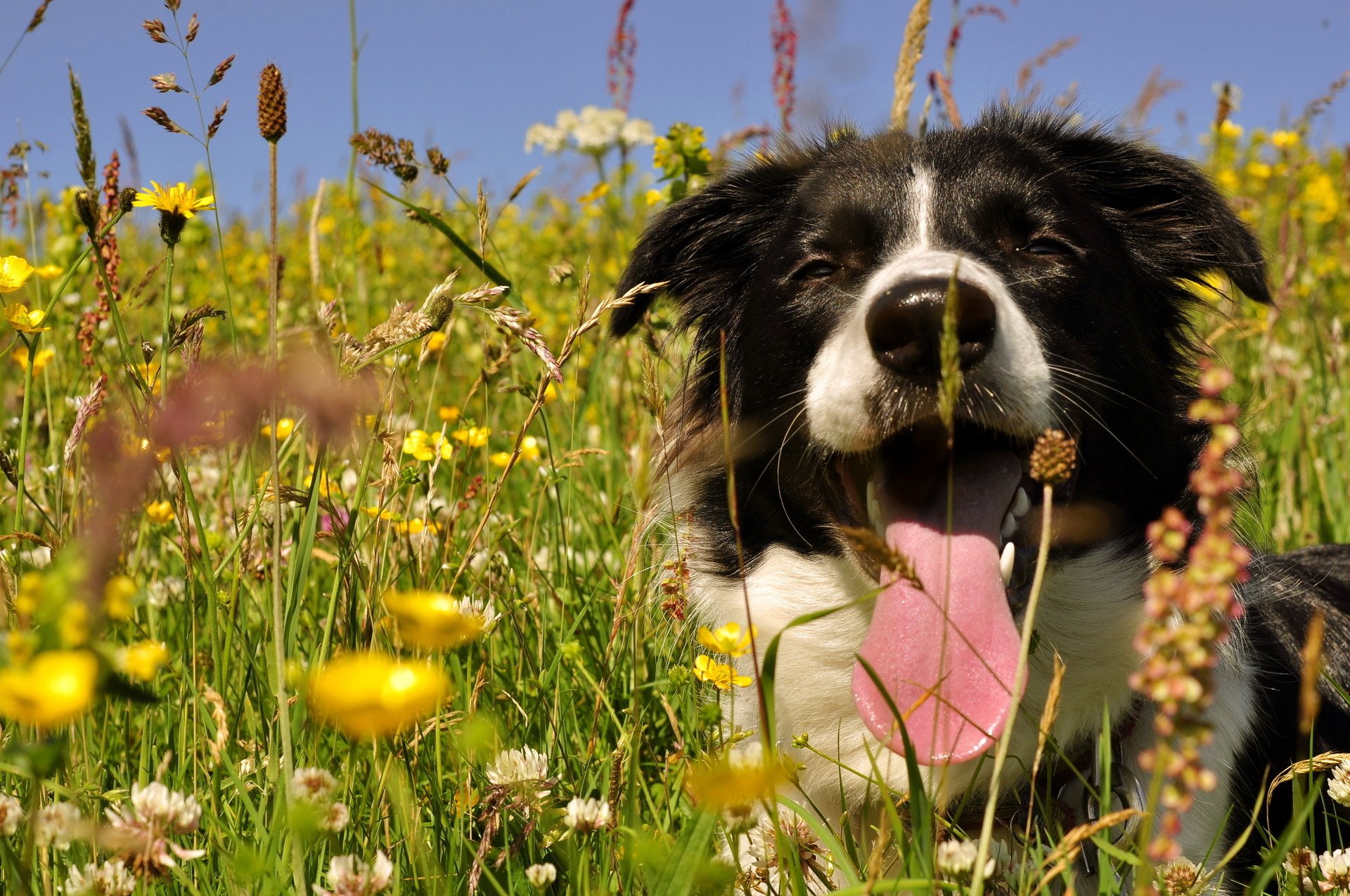 Animal border collie Image
