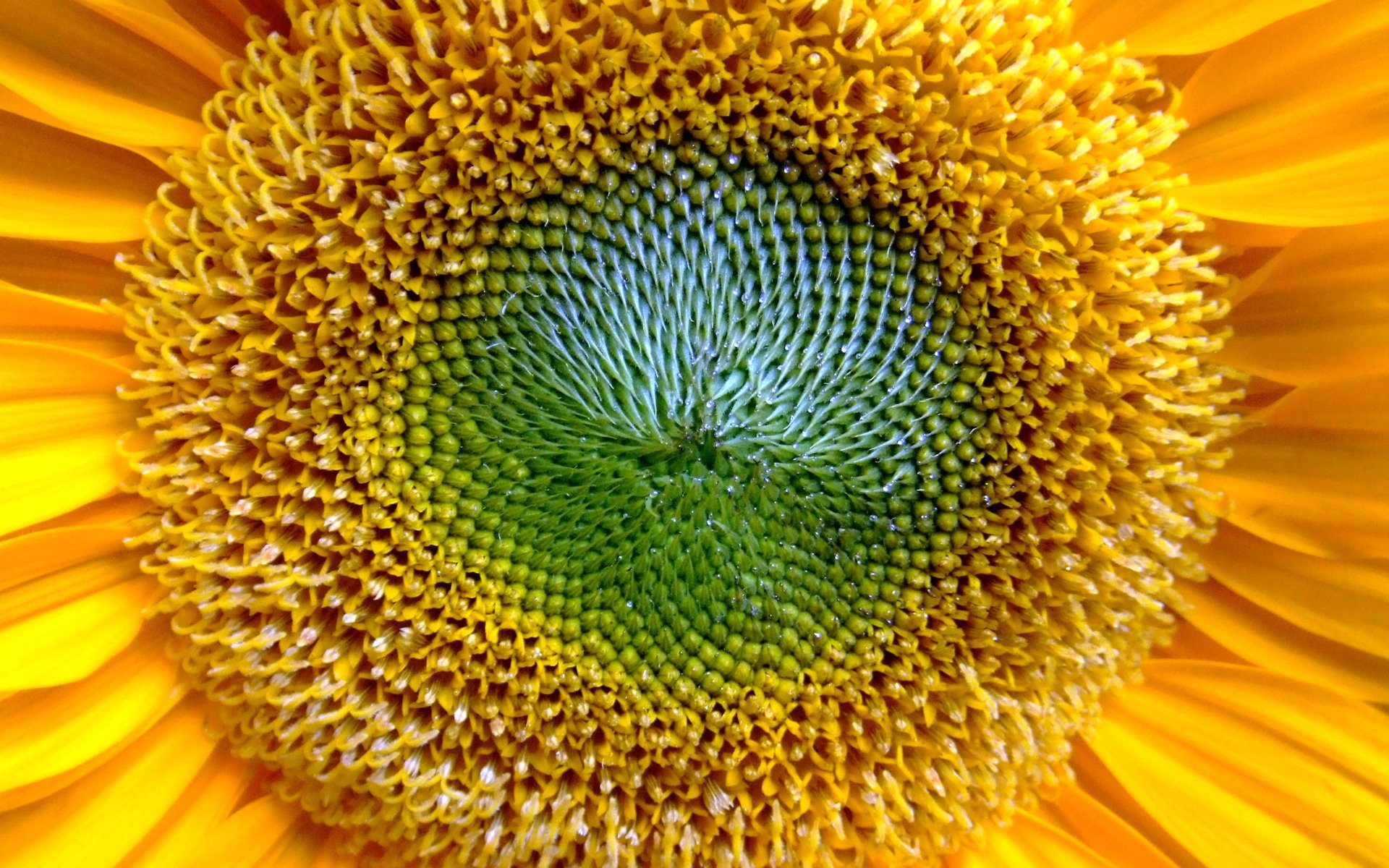 Sunflower Picture Image Abyss