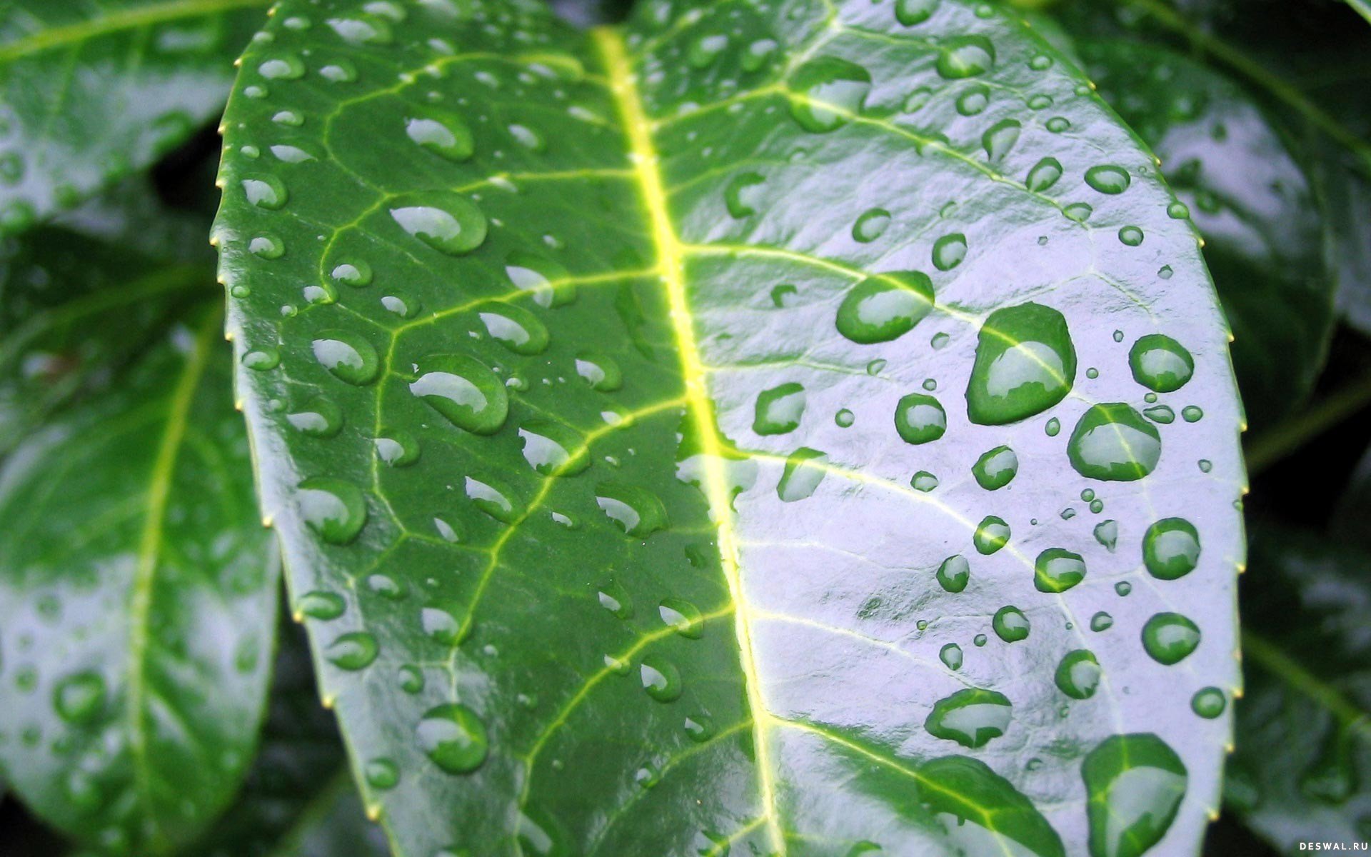 Close-up of vibrant green leaves adorned with water droplets, showcasing the beauty of nature in a refreshing, dewy scene.
