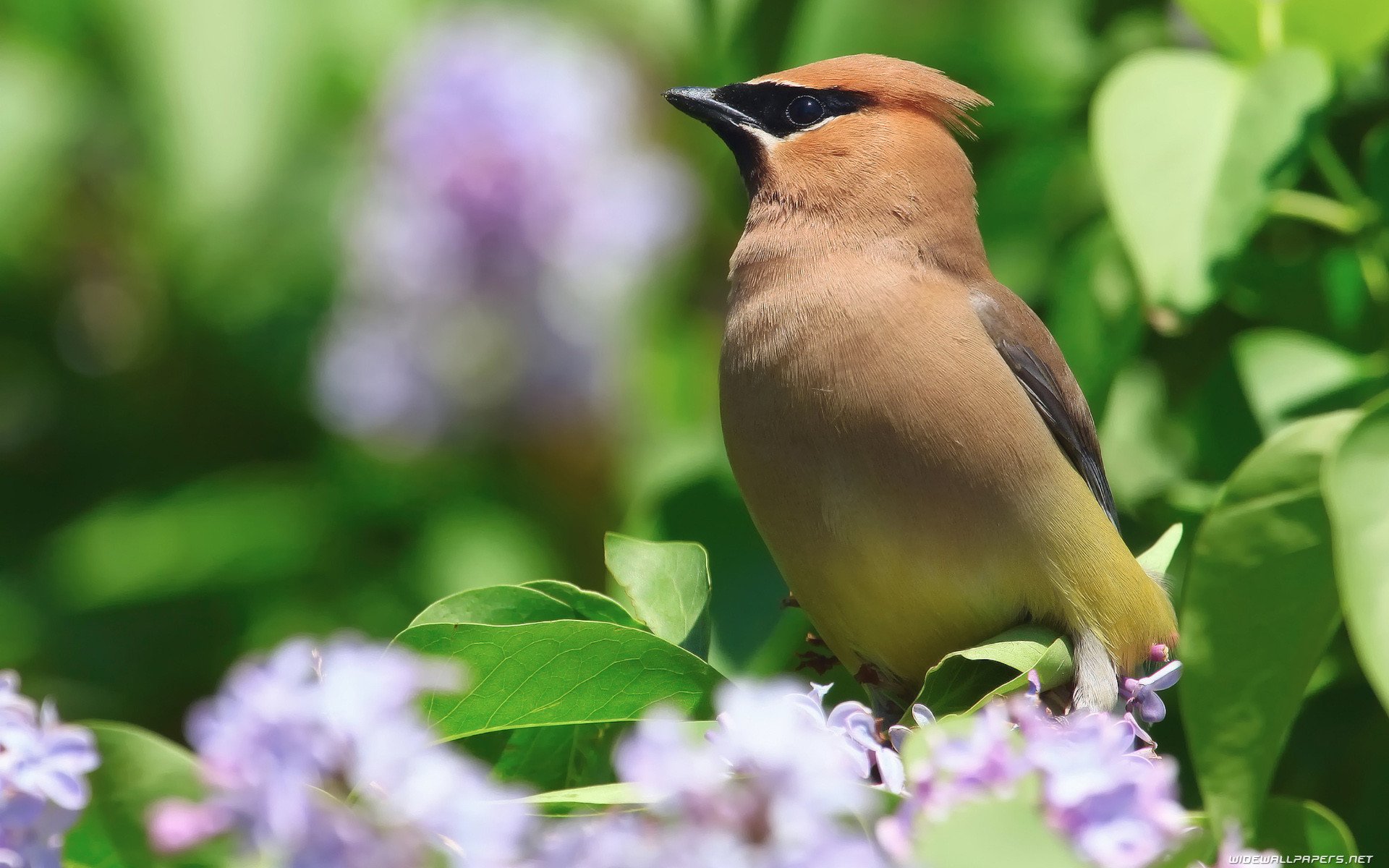 Download Animal Waxwing Image