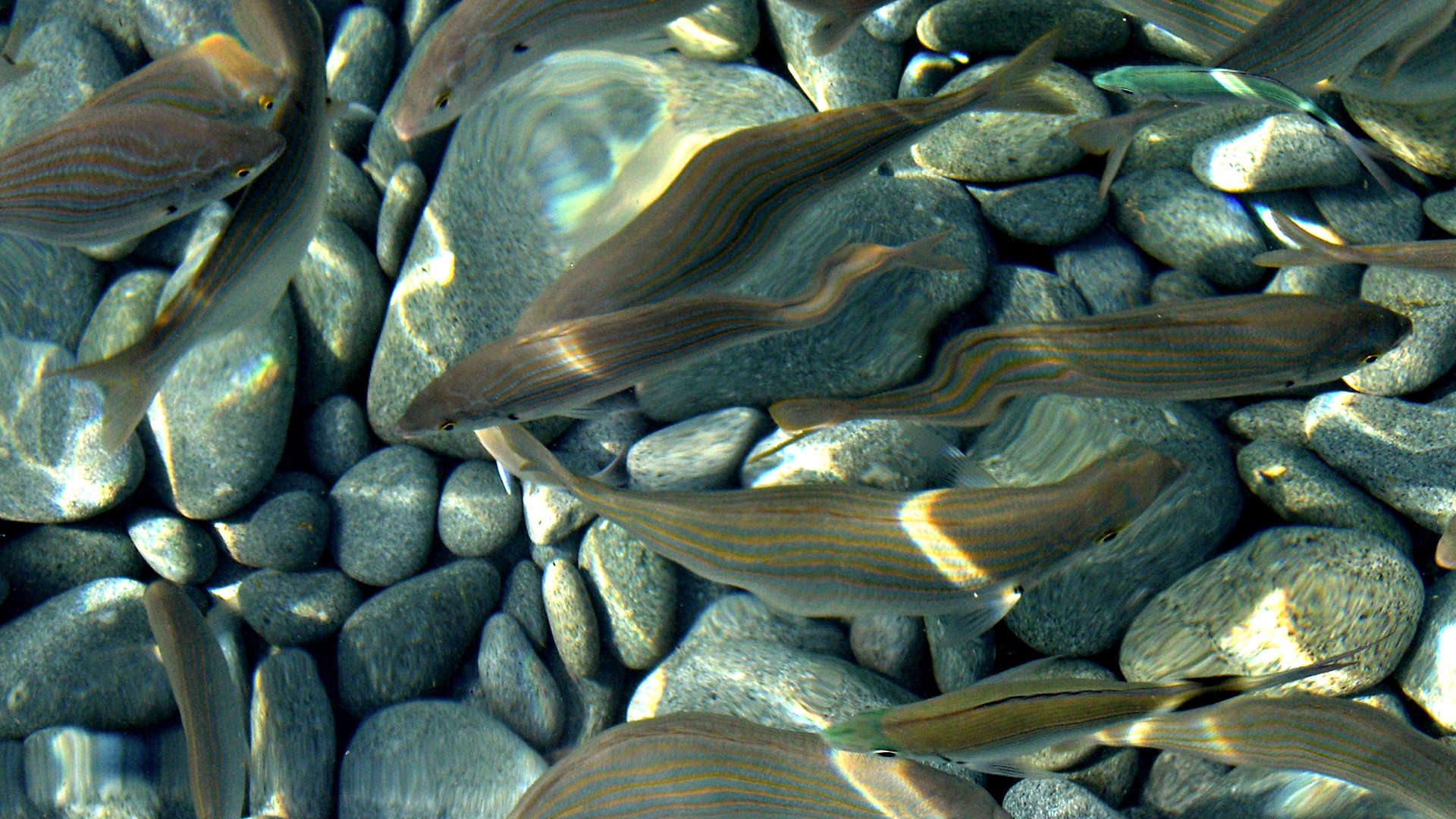 A group of fish swims gracefully over smooth pebbles, creating a serene underwater scene with shimmering reflections and natural textures.