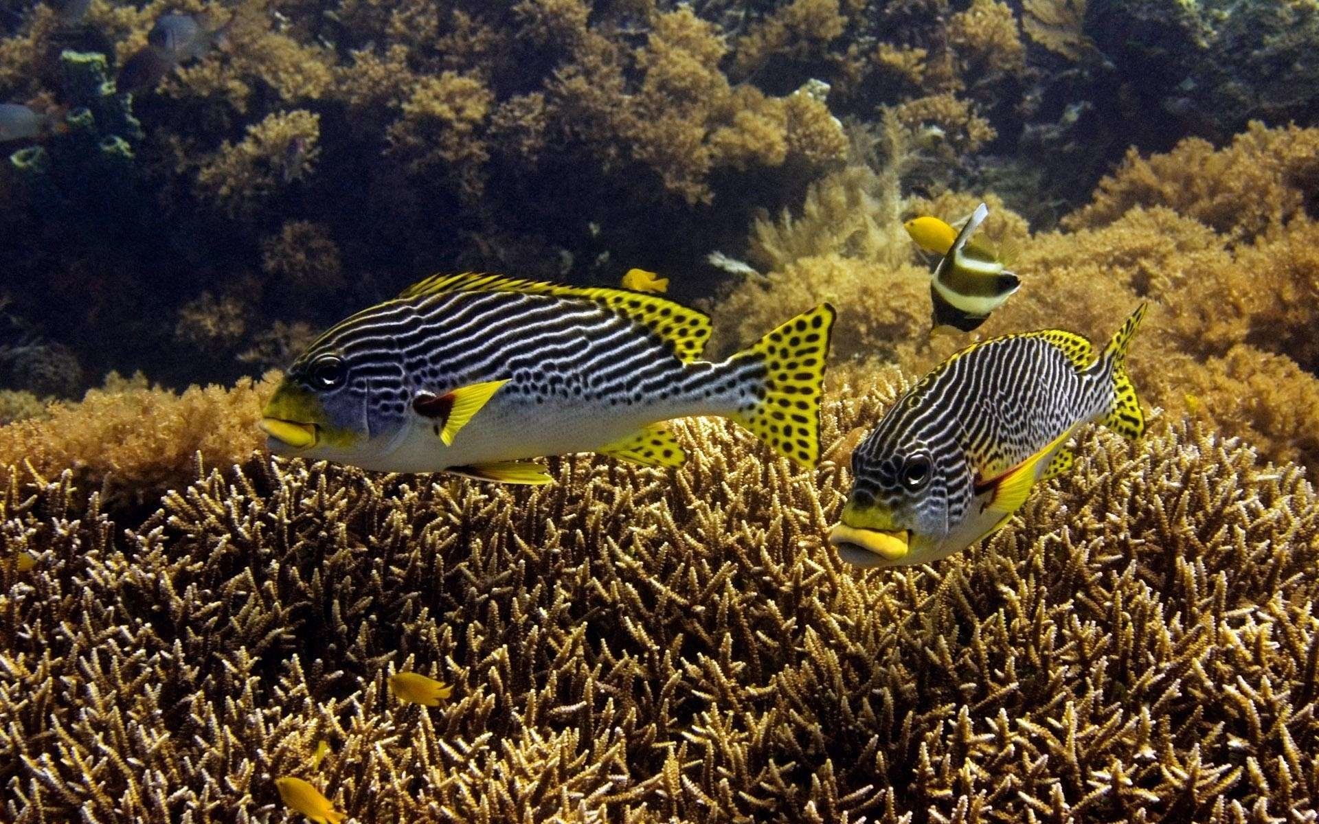 Two striking fish with bold stripes and yellow accents swim gracefully among coral, showcasing the vibrant life of the underwater ecosystem.