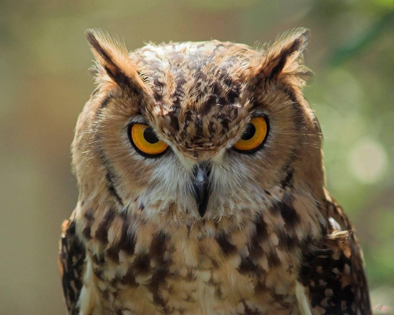 Animal great horned owl Image