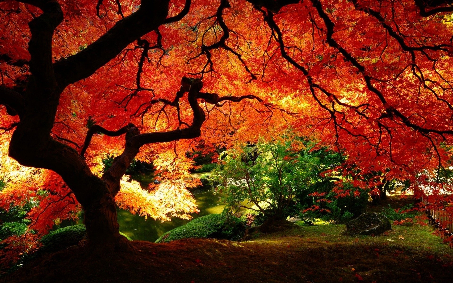 A vibrant scene of nature showcasing an intricate tree with brilliant red leaves, surrounded by lush greenery, creating a breathtakingly scenic landscape.