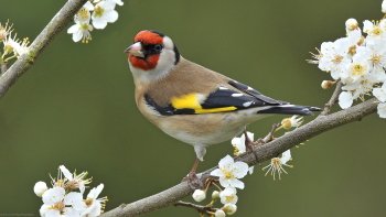 Preview Image 278335