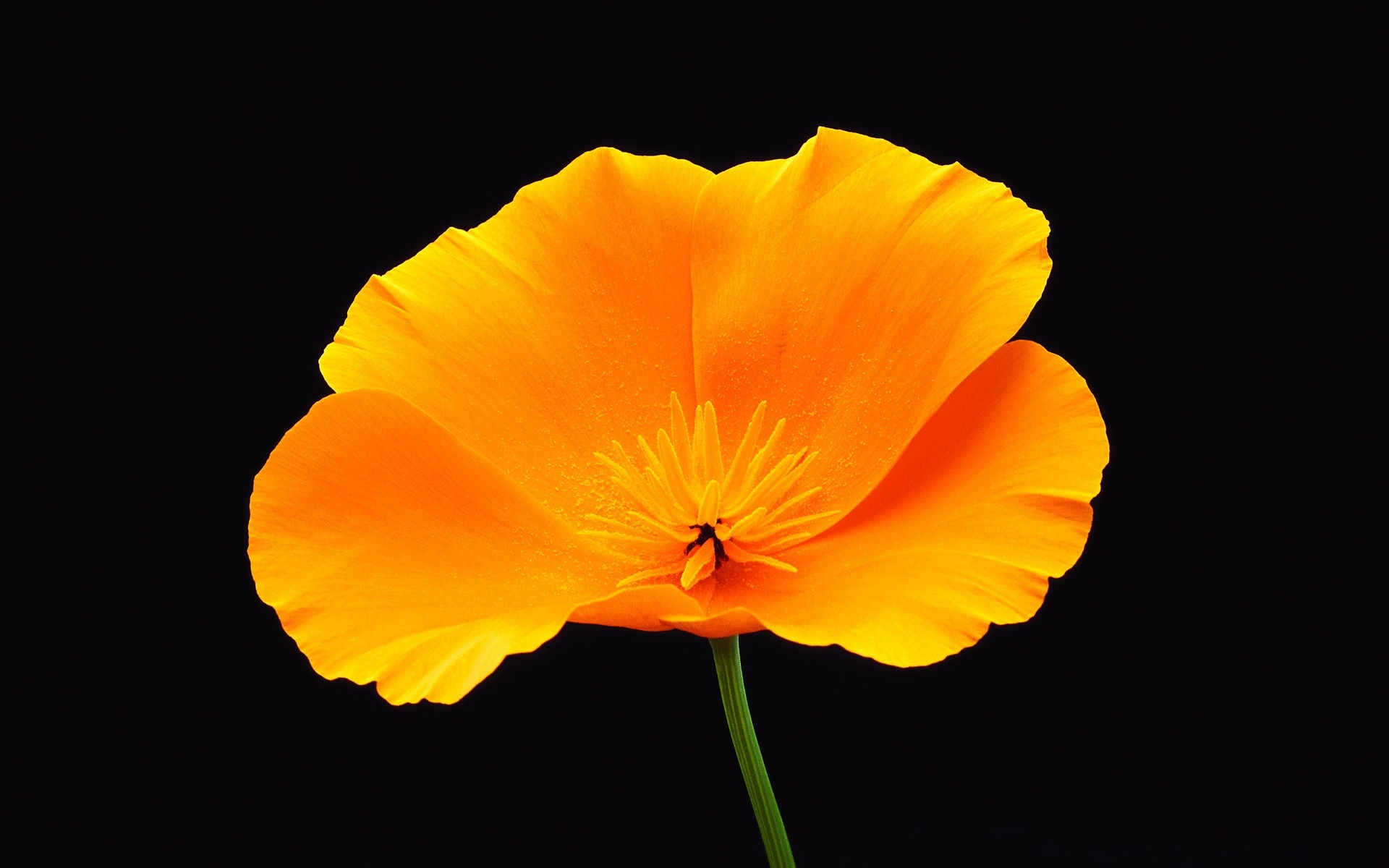 california-poppy-image-abyss