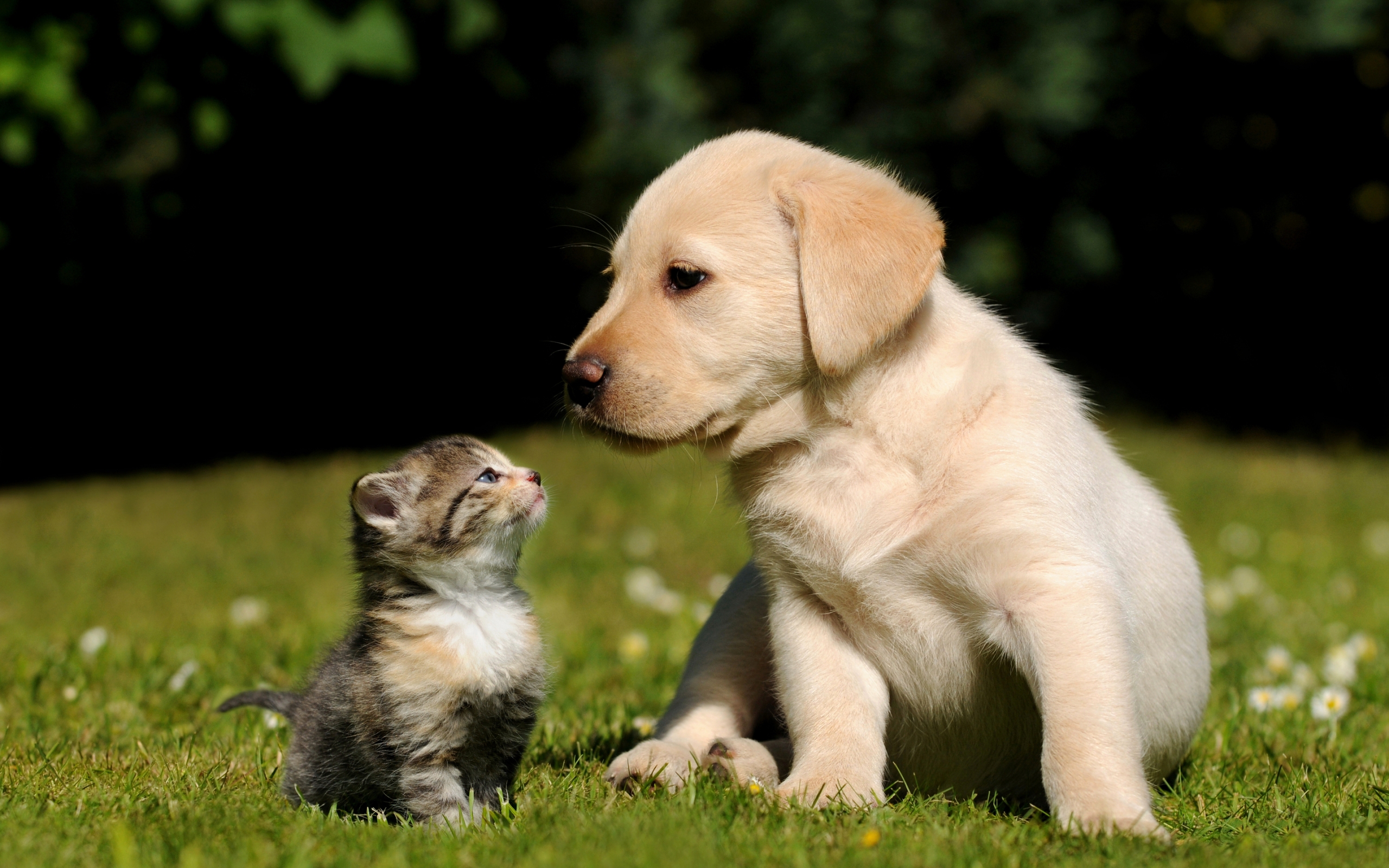 Cat & Dog Picture