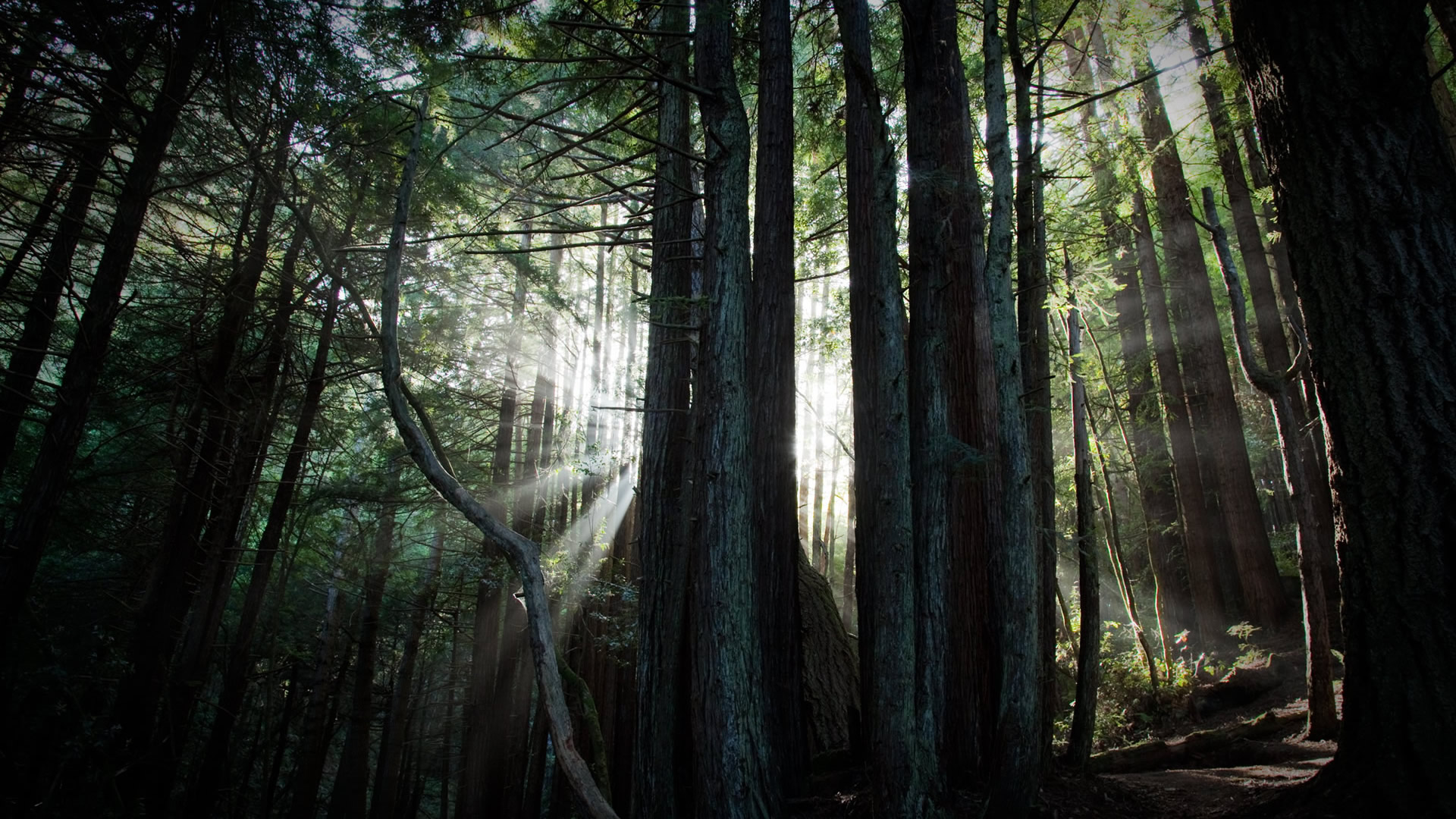 Живые обои forest. Дремучий Владимирский лес. Тайга хвойный Бор НЕПРОХОДИМАЯ. Дремучий лес. Густые леса.