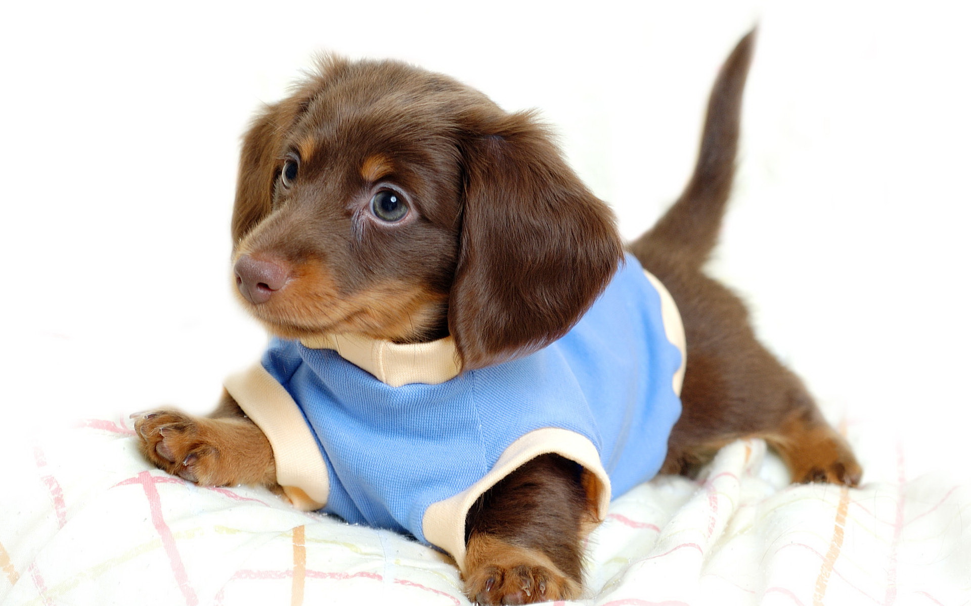 Download Animal Dog Image