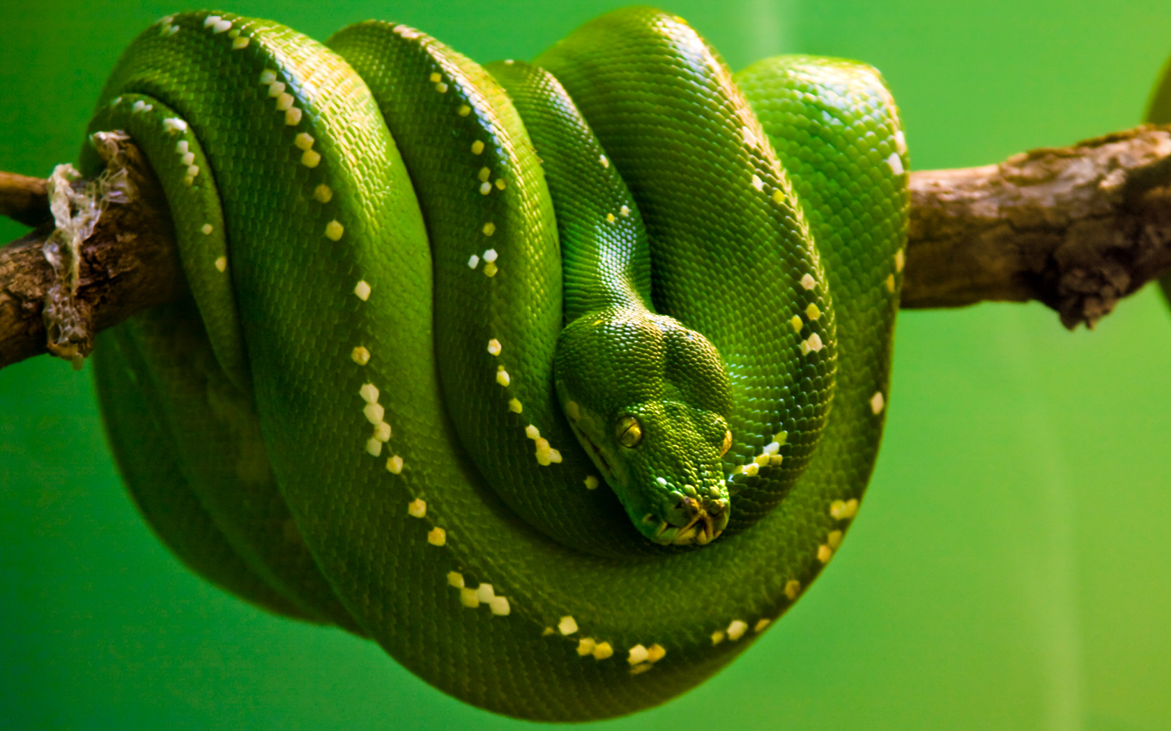 Green Snake Image - ID: 279817 - Image Abyss