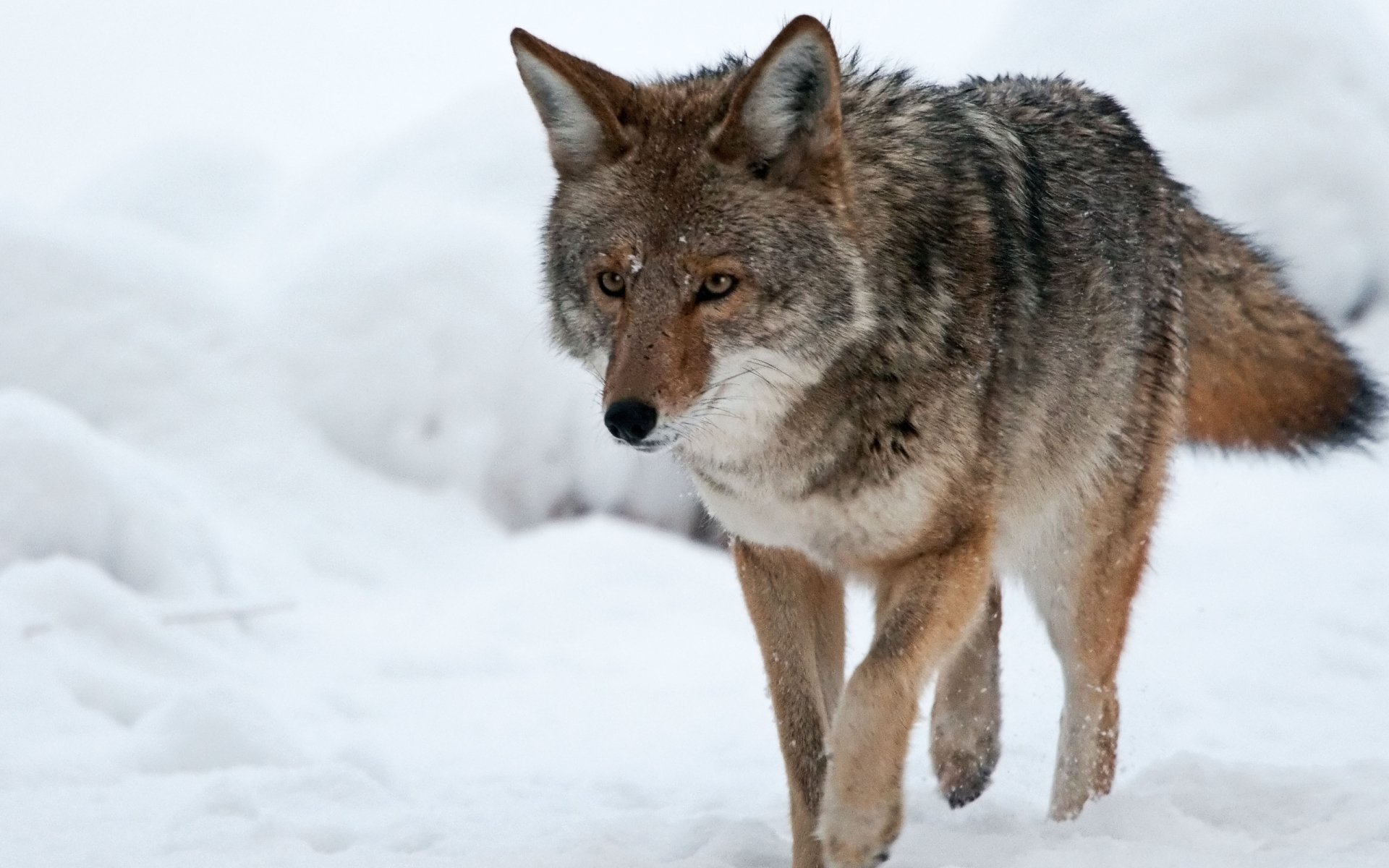 Animal coyote Image