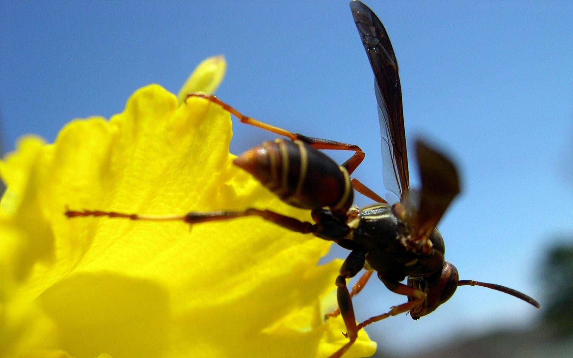 Animal wasp Image