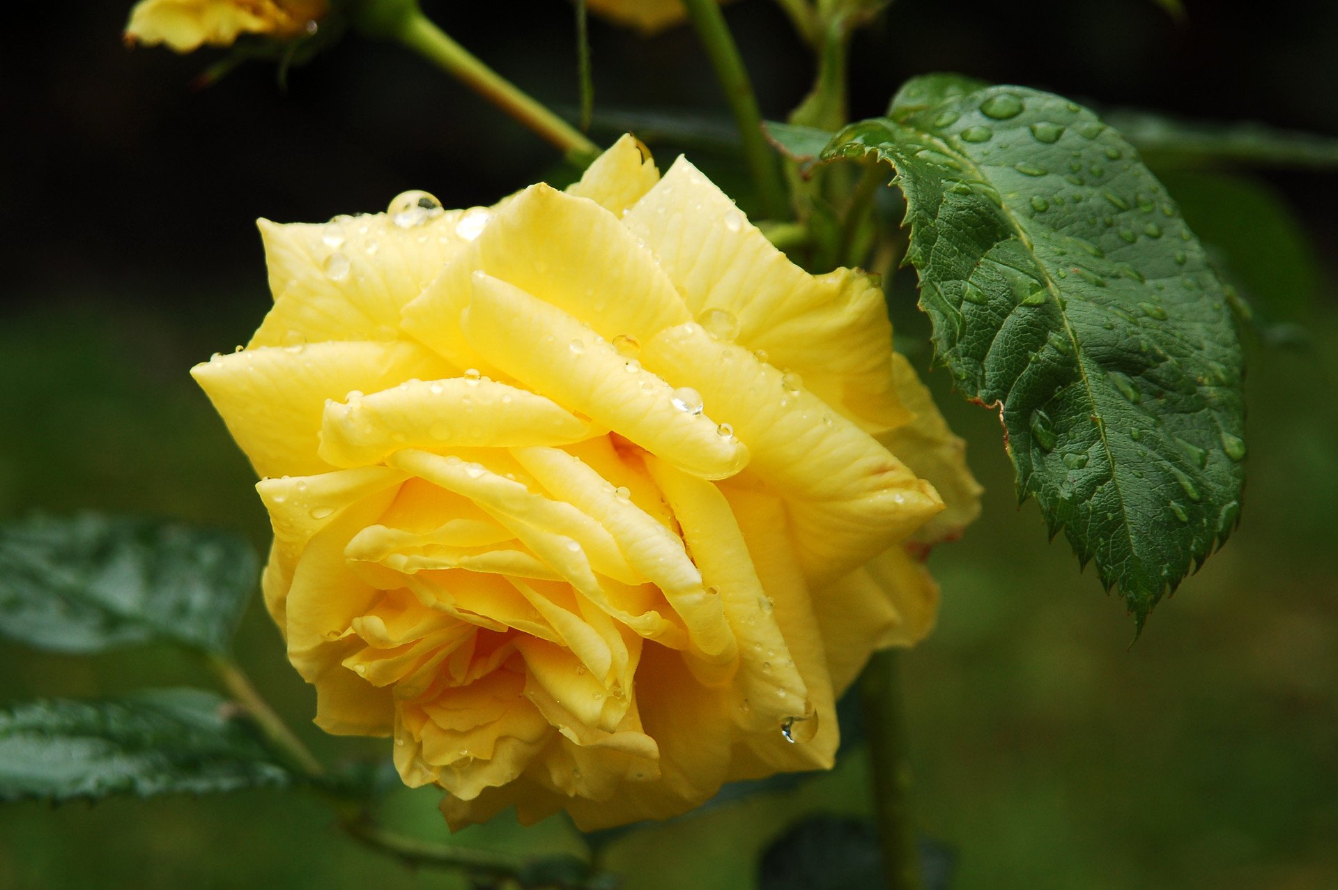 A close-up of a vibrant yellow rose, adorned with droplets of water, surrounded by lush green leaves, showcasing the beauty of nature.