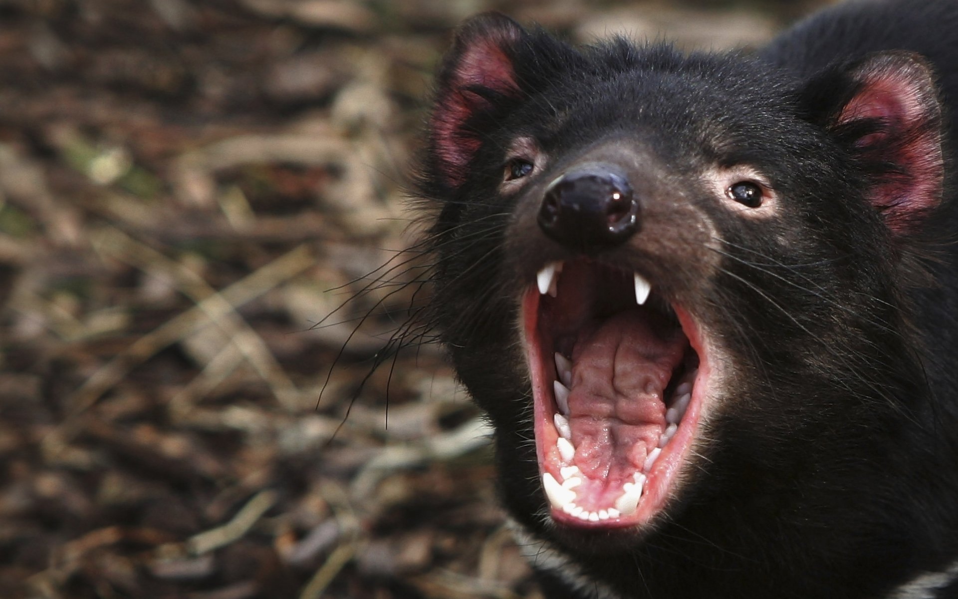 Animal tasmanian devil Image