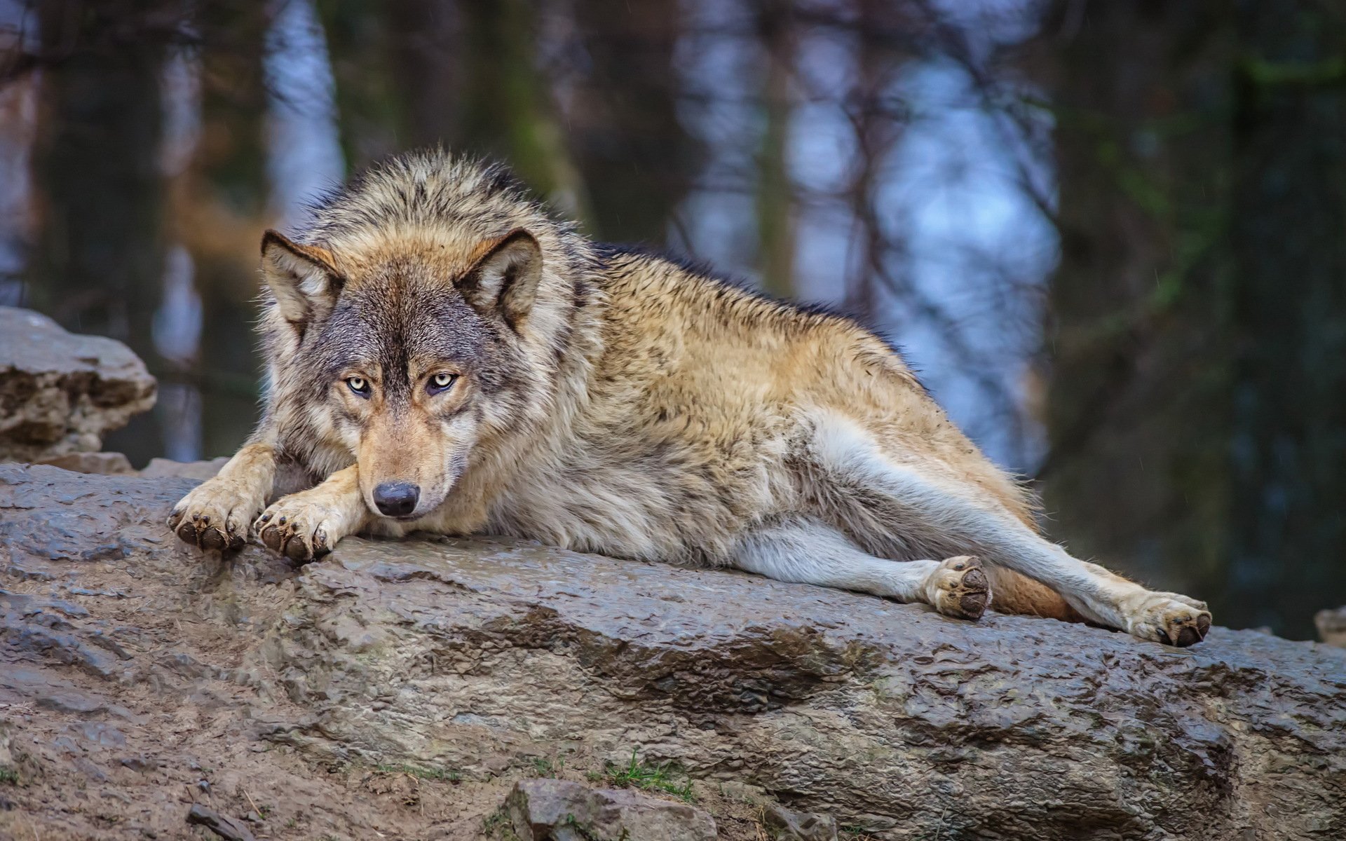 Wolf Image - ID: 279174 - Image Abyss