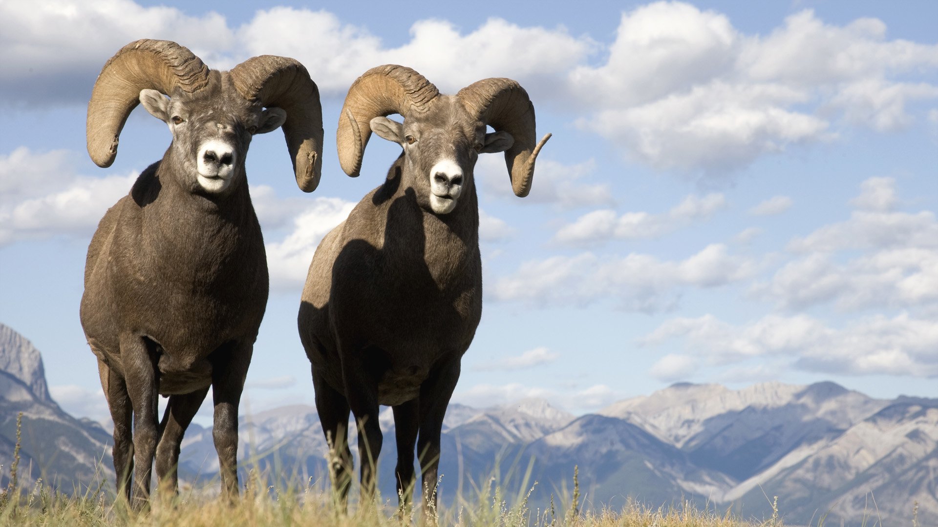 Bighorn Sheep in the Mountains Image ID 279186 Image Abyss