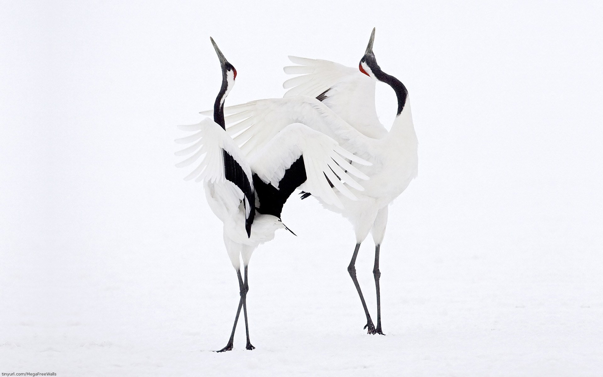  Mating Dance