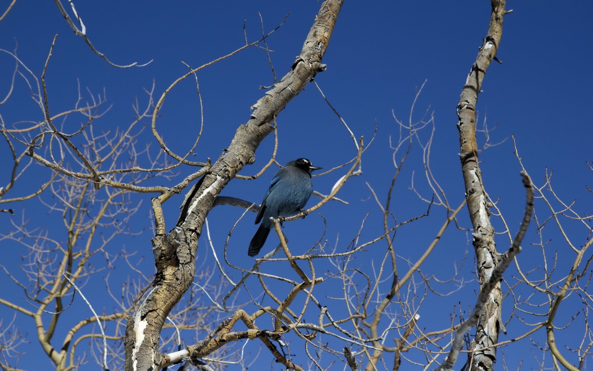 Download Animal Bird Image