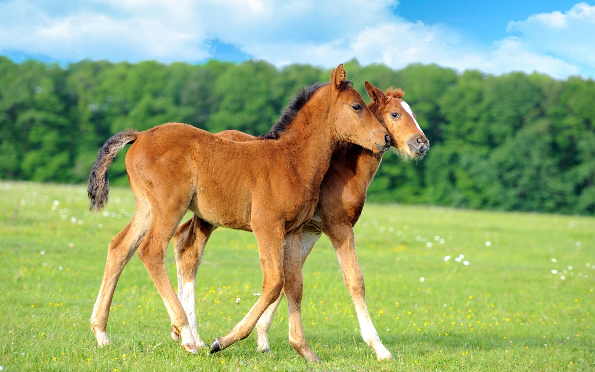 Two young horses walking side by side on a green grassy field with trees and a blue sky in the background.