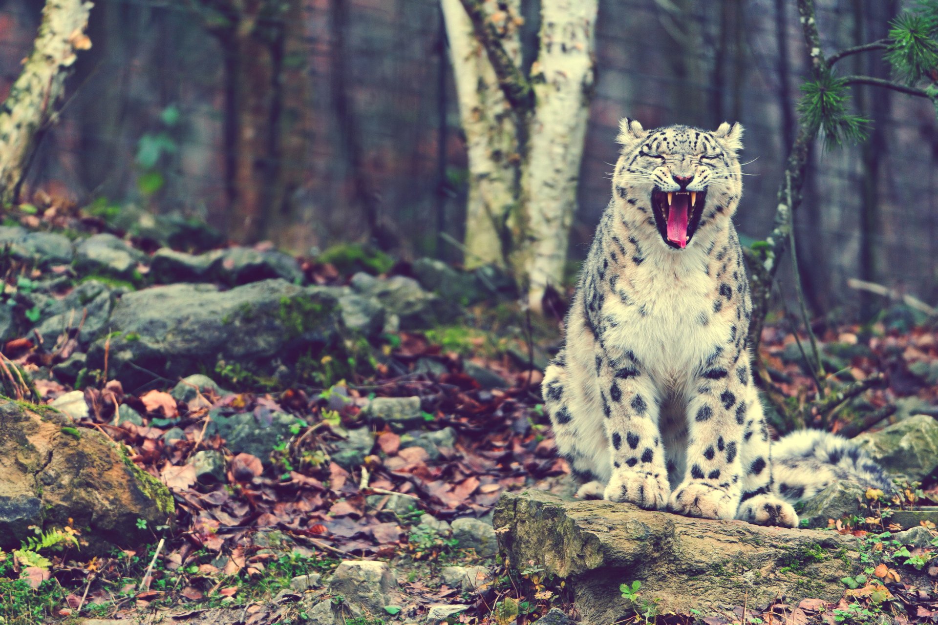 Download Animal Snow Leopard Image