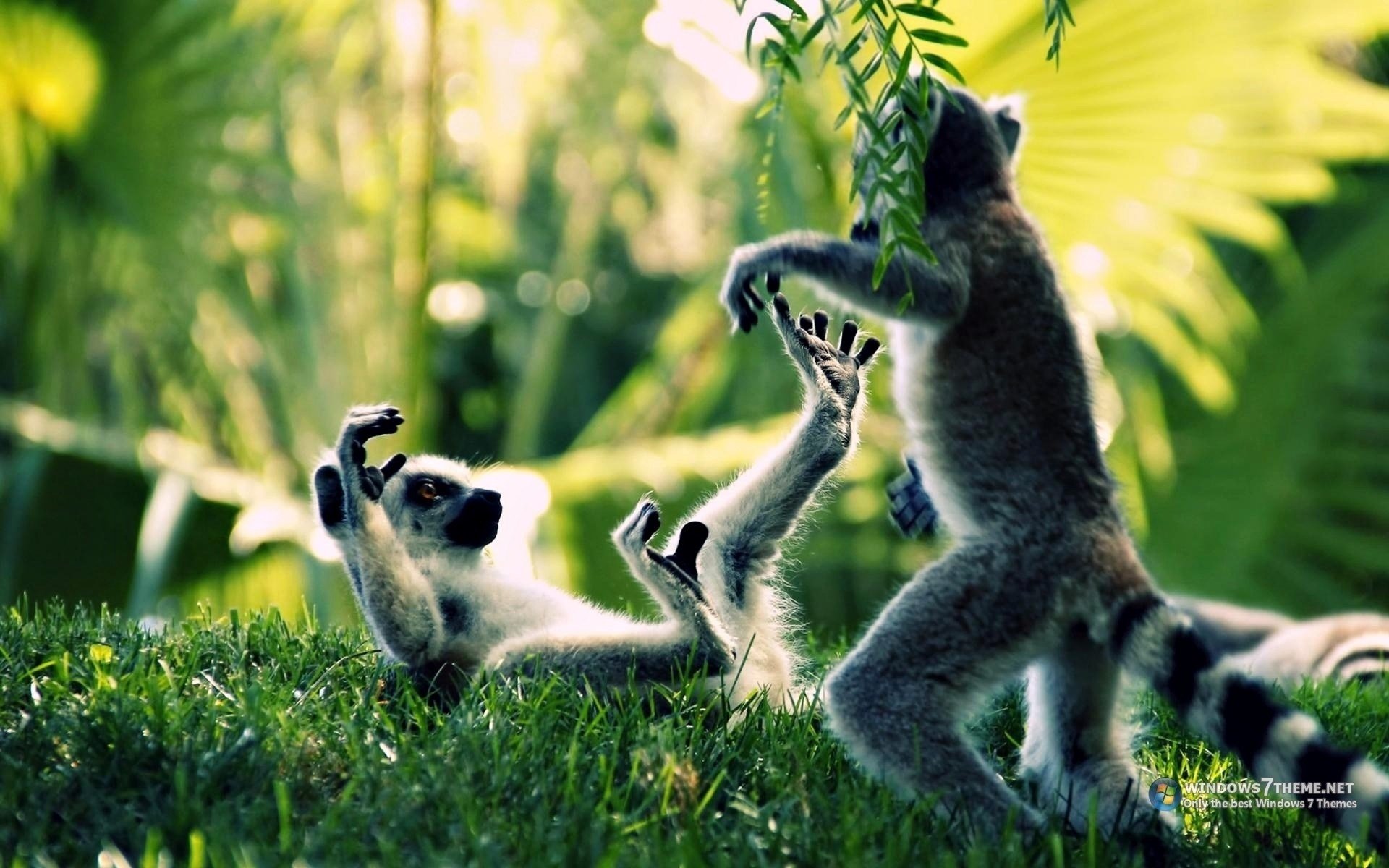Download Animal Lemur Image