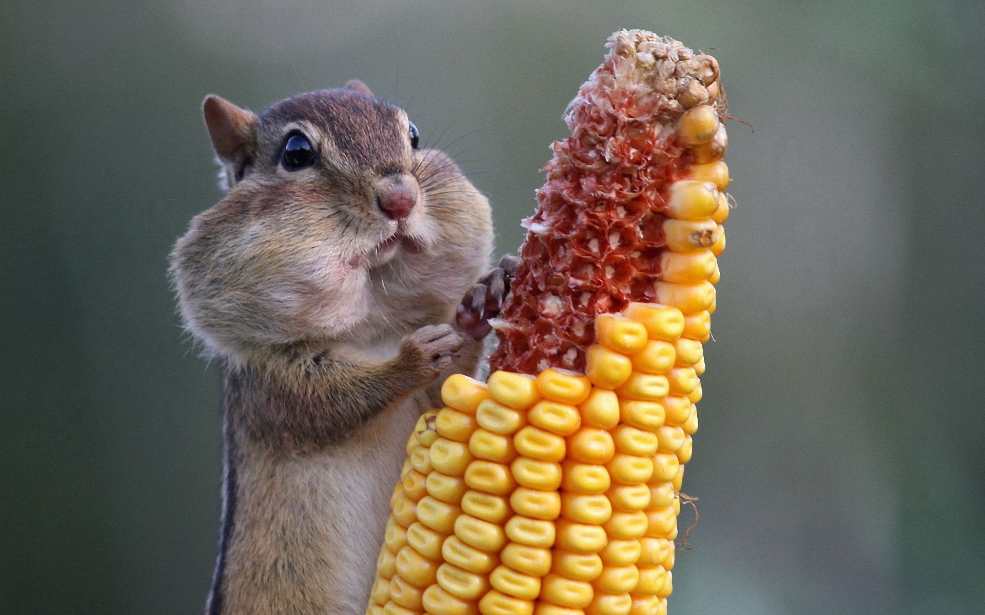 A chipmunk with cheeks full of food is holding and nibbling on a partially eaten ear of corn.