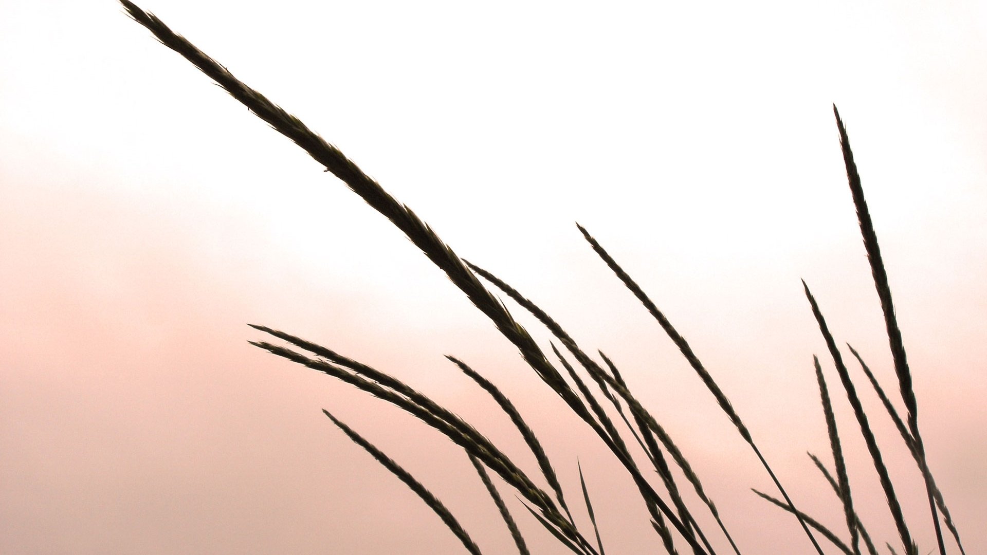 nature cornfield Image