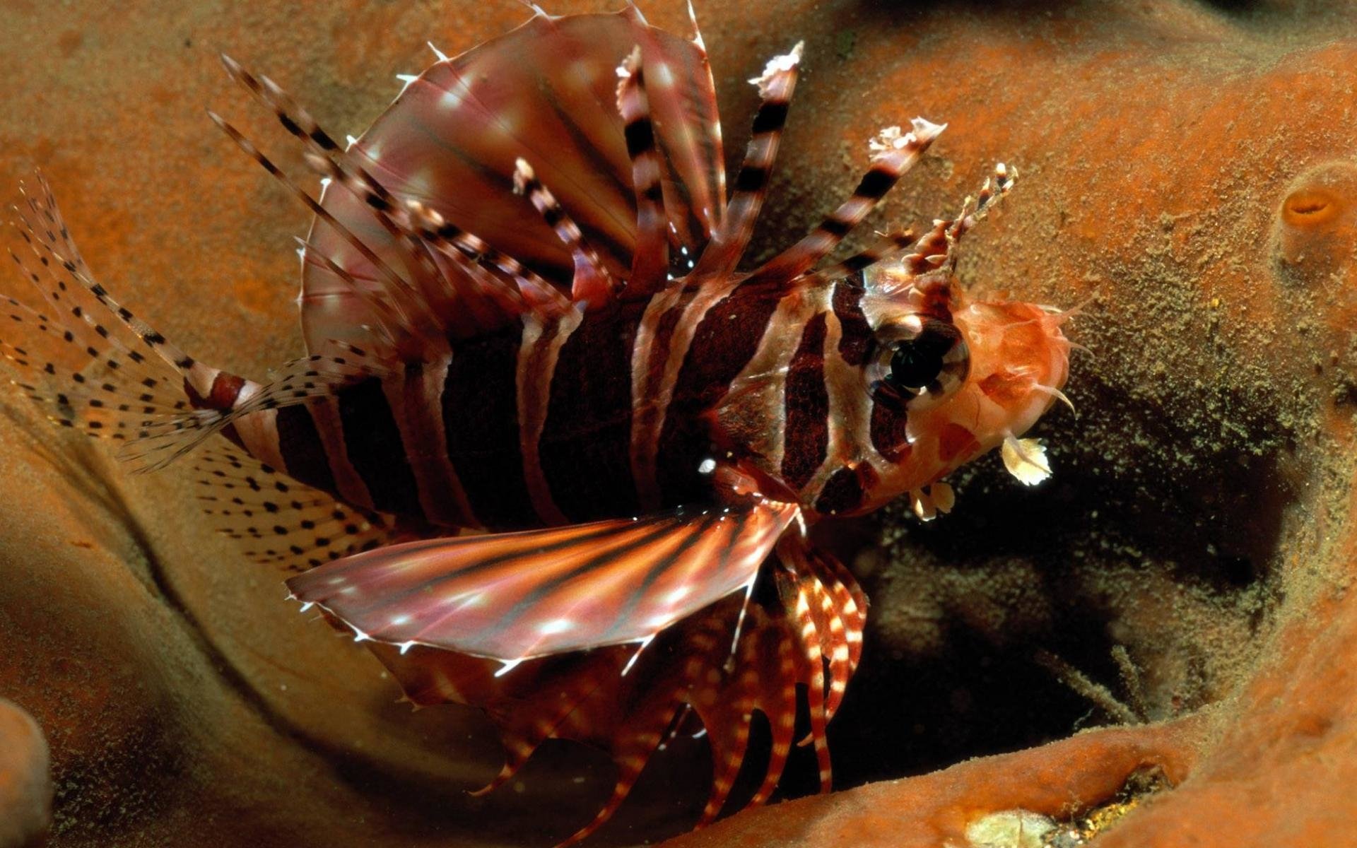 Animal lionfish Image
