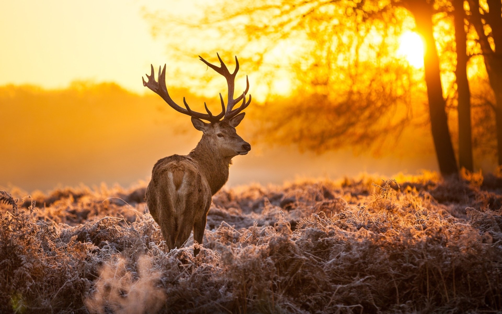 A majestic deer stands in a frosty field during sunrise, surrounded by golden light and trees in the background.