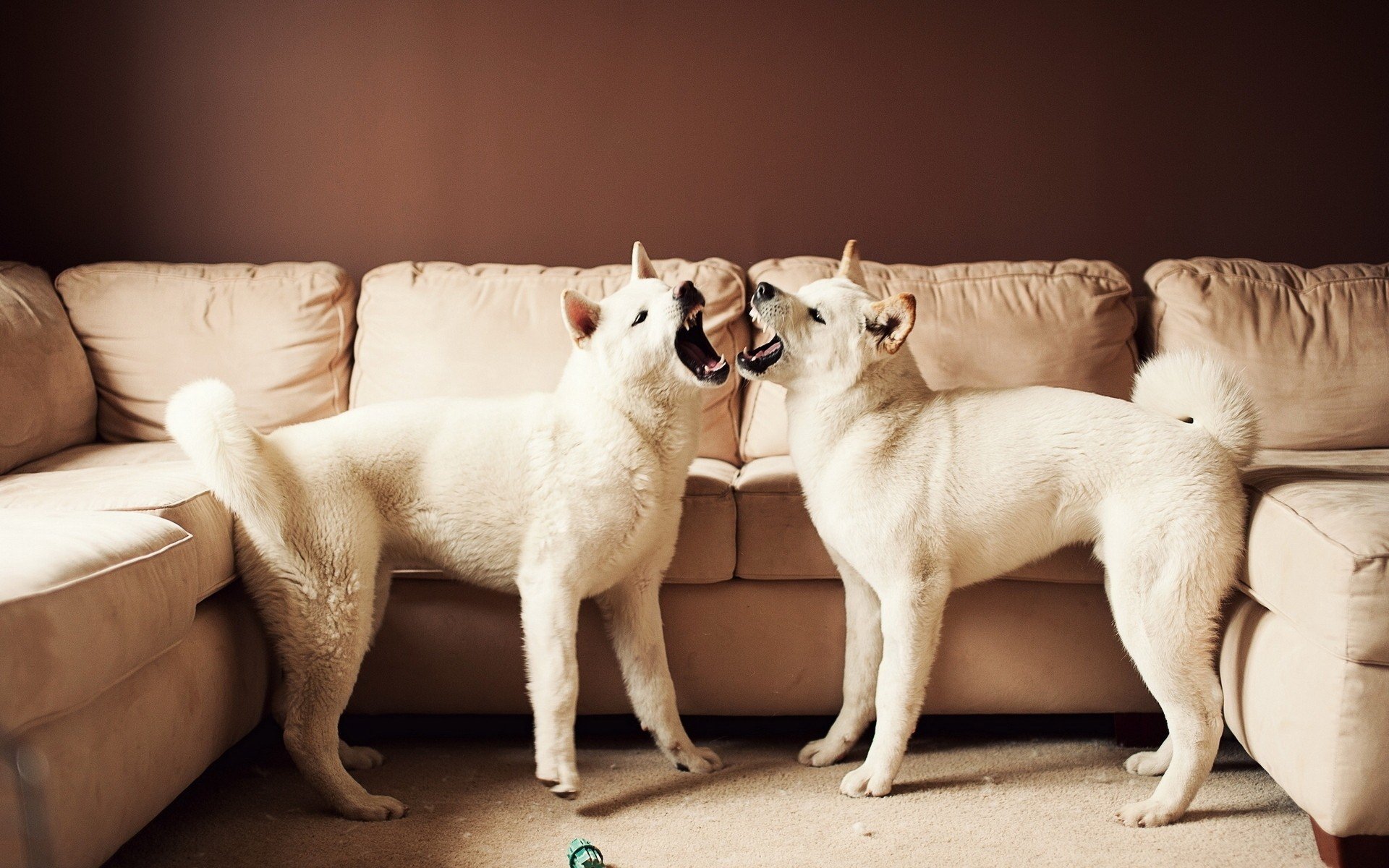 Two white dogs (animals) face each other in a living room in front of a beige couch; one dog holds a small toy in its mouth.