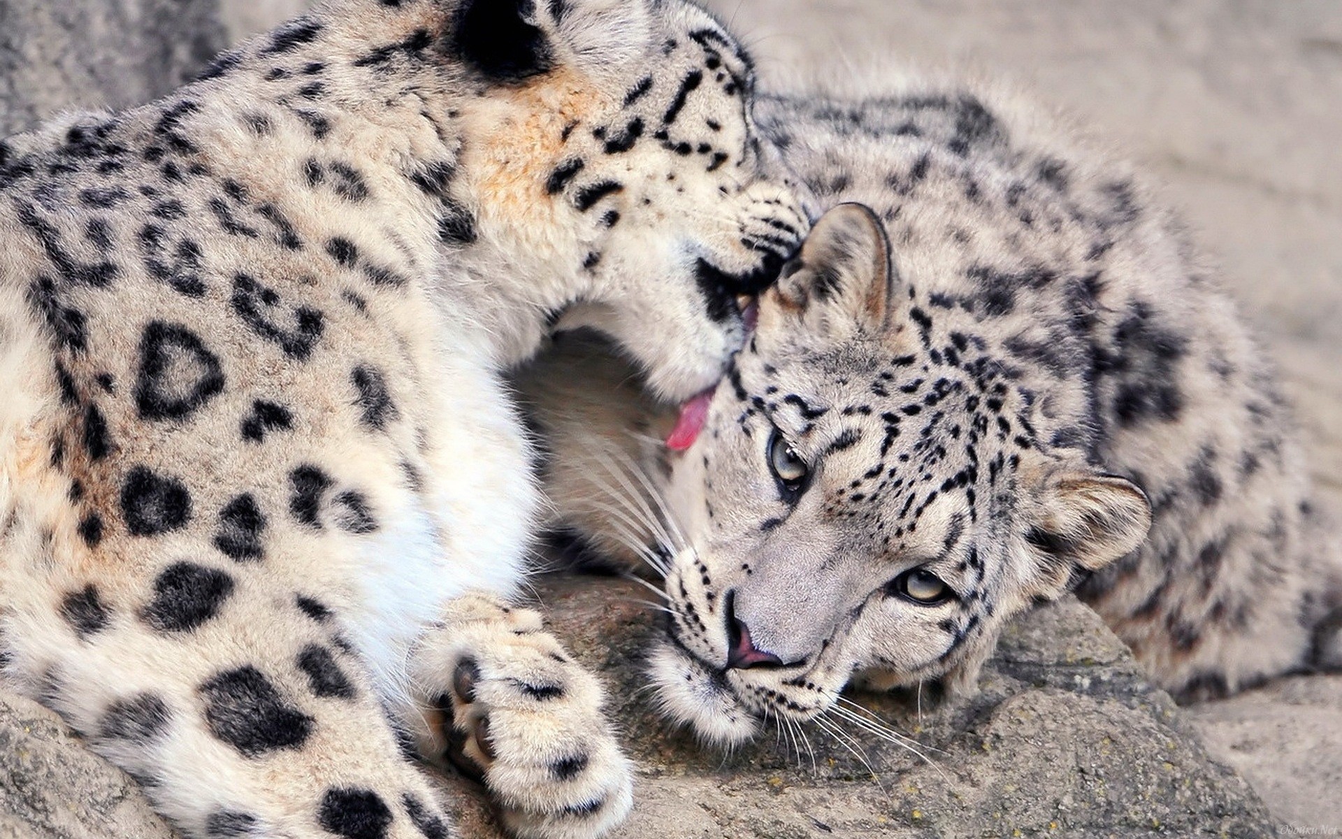 Download Animal Snow Leopard Image