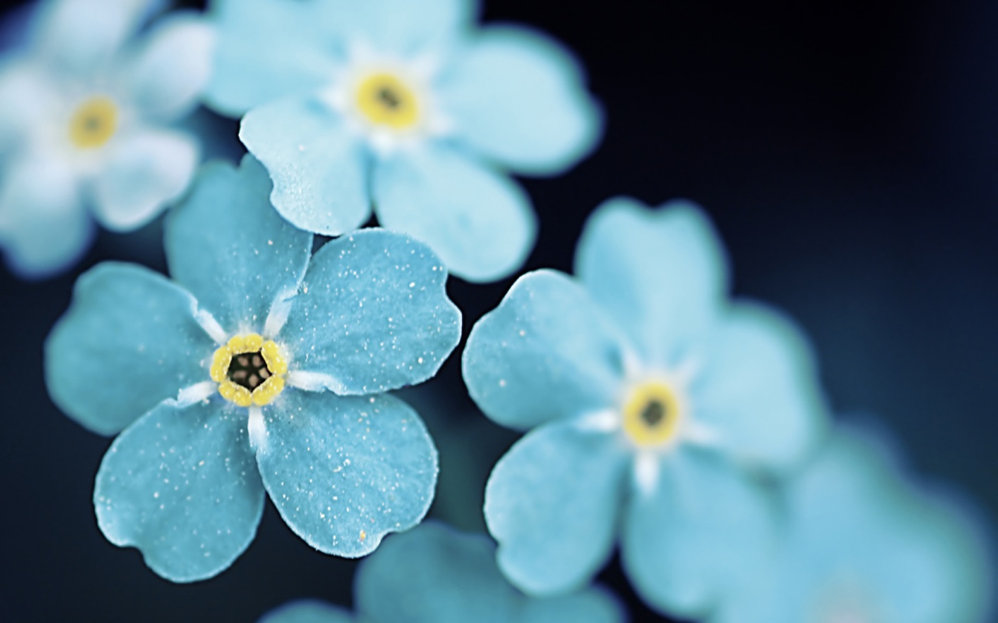 Forget-Me-Not Picture