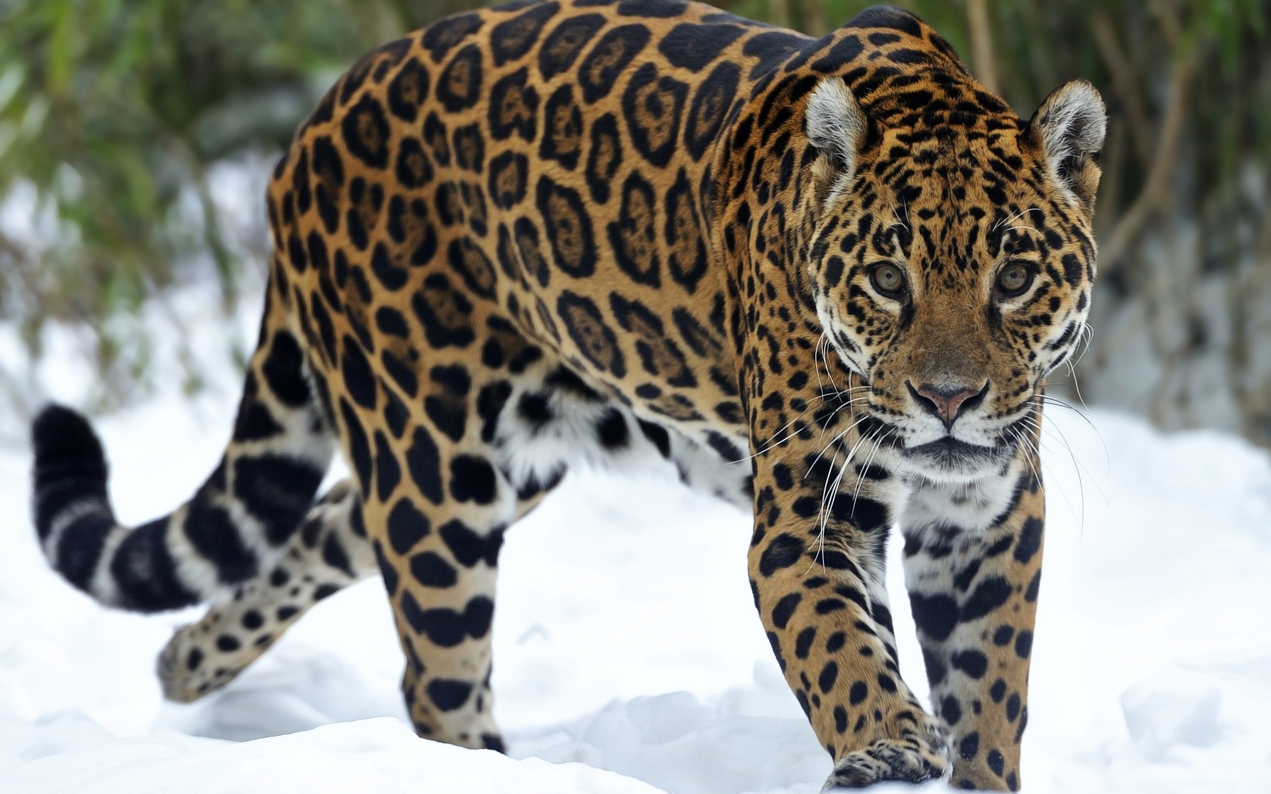 Jaguar Picture