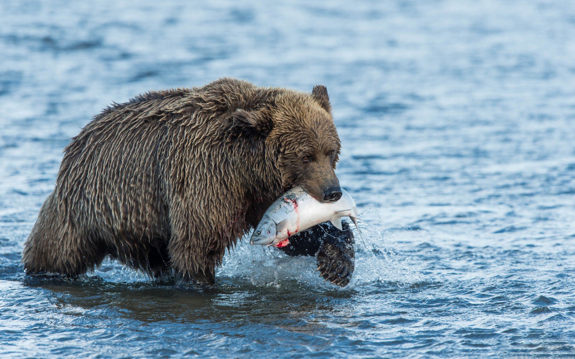 Download Animal Bear Image