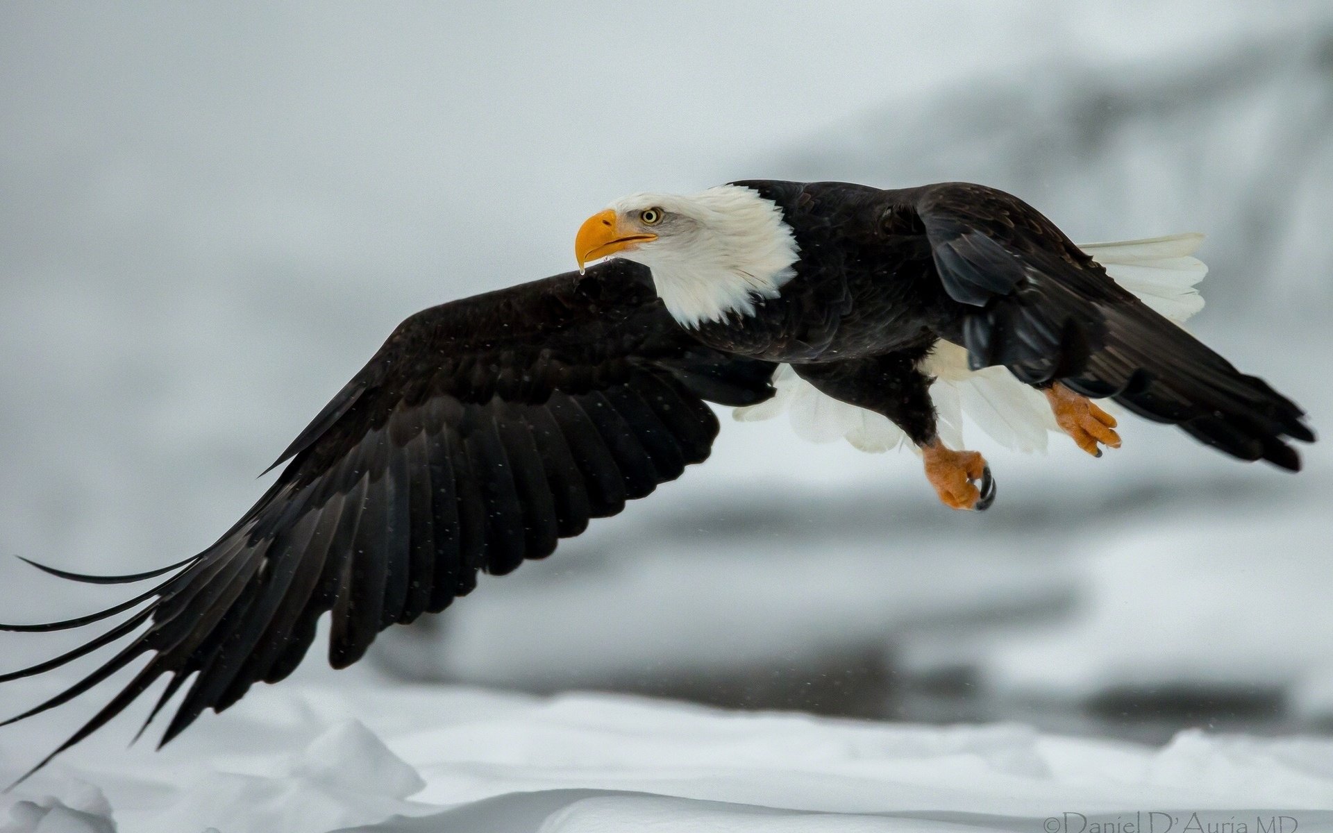 Download Animal Bald Eagle Image