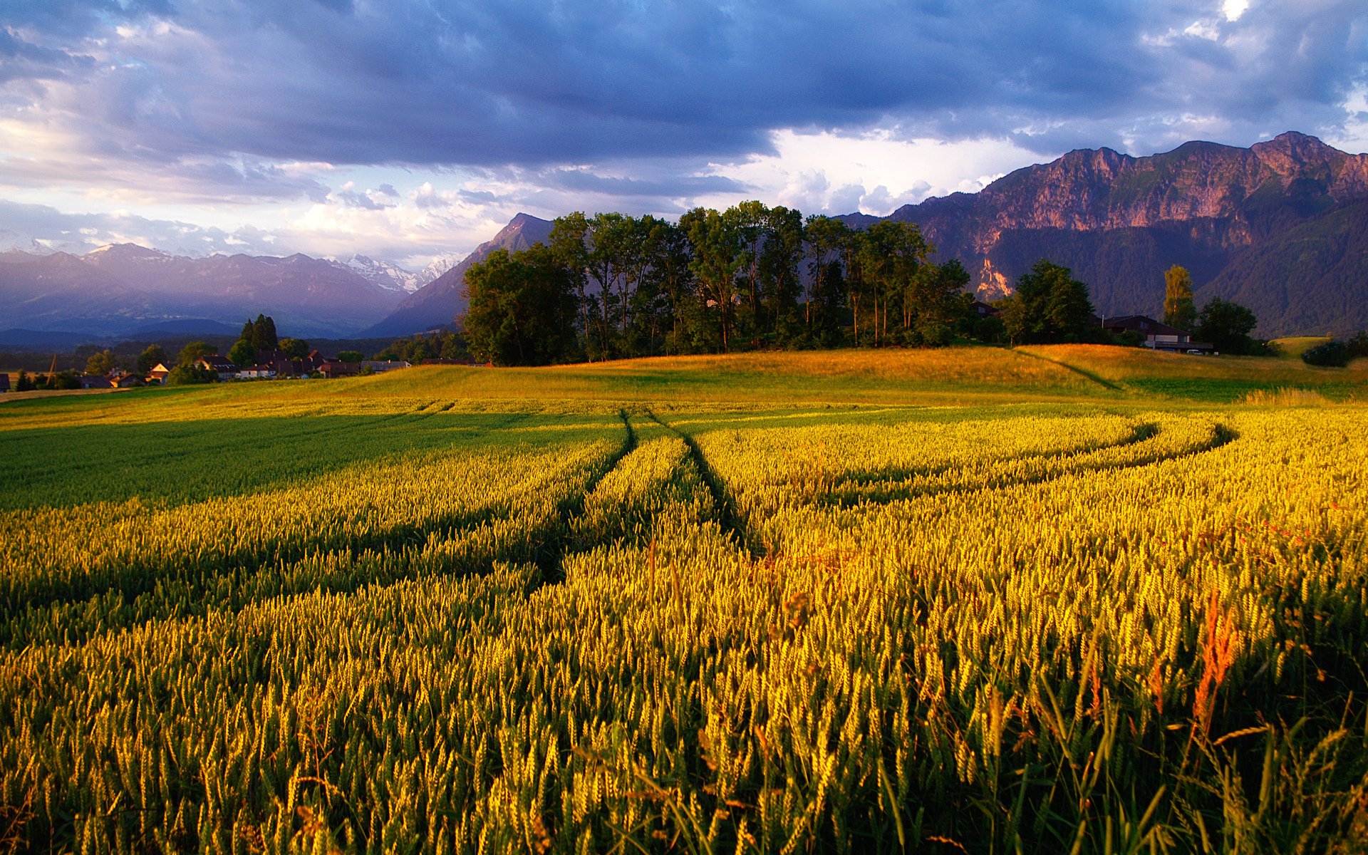 Download Nature Field Image