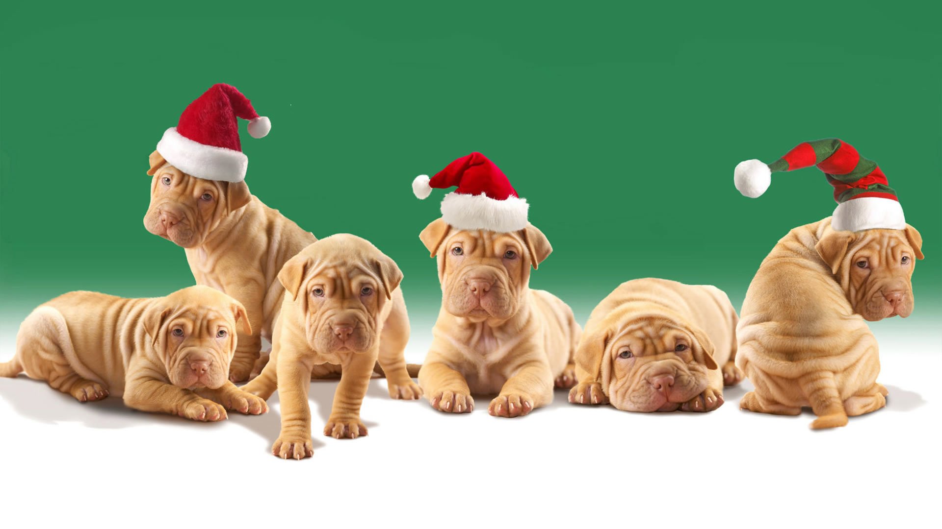 A group of adorable Shar Pei puppies wearing festive Santa hats against a cheerful green background, showcasing their playful and charming nature.