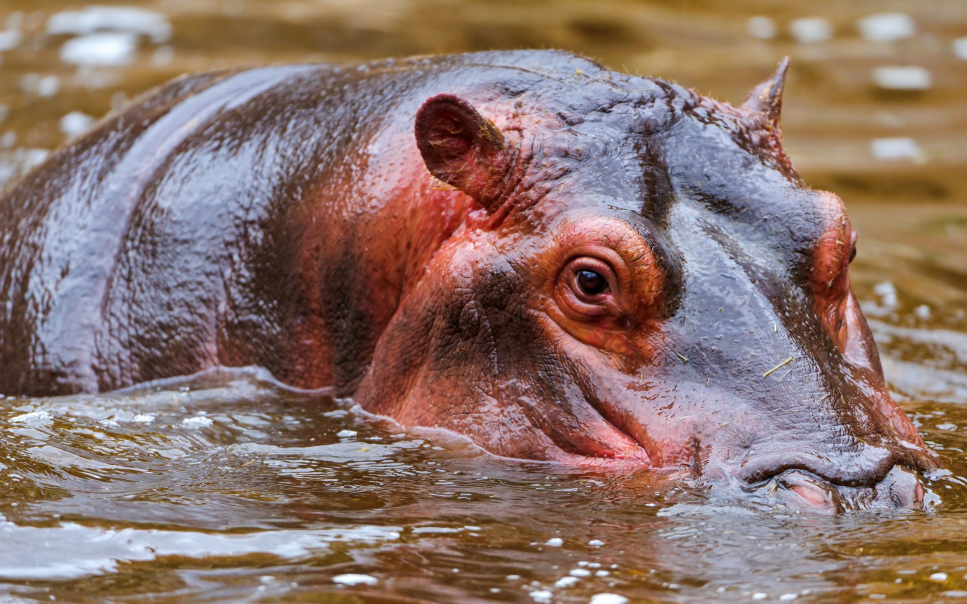 Hippo Image - ID: 280110 - Image Abyss