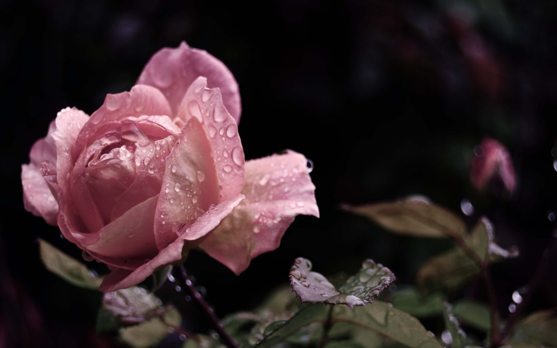 A close-up of a delicate pink rose adorned with water droplets, surrounded by lush green leaves, showcasing the beauty of nature in a serene setting.