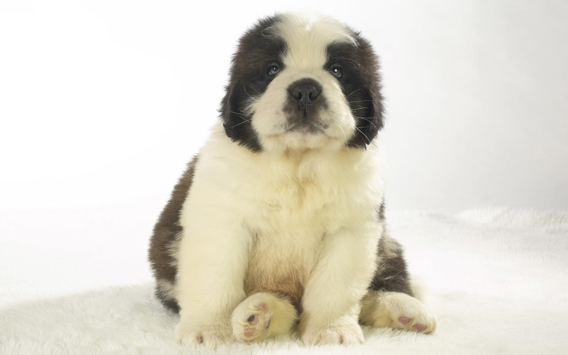 puppy dog Animal St. Bernard Image