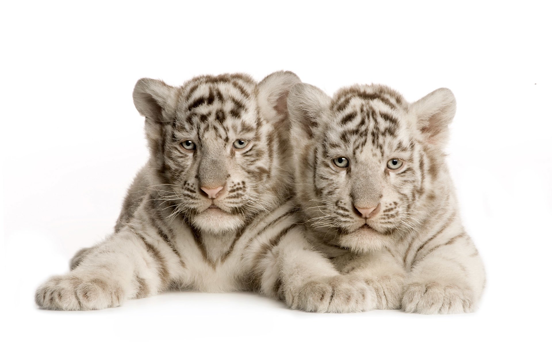 Download Animal White Tiger Image