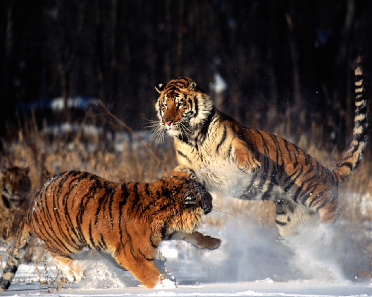 Two tigers are interacting energetically in a snowy forest setting, showcasing their powerful build and striking striped fur.