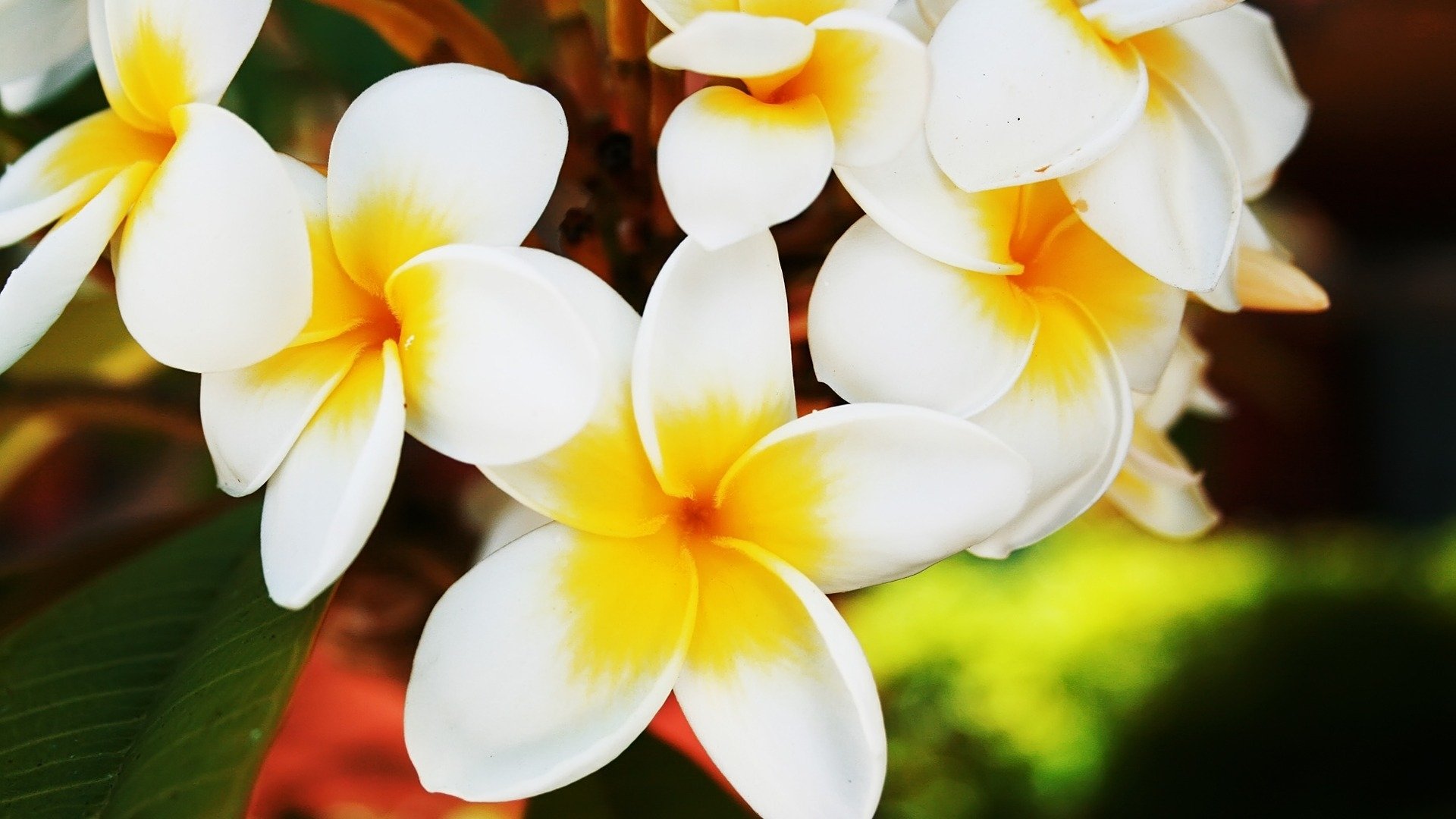 Download Flower Nature Frangipani Image