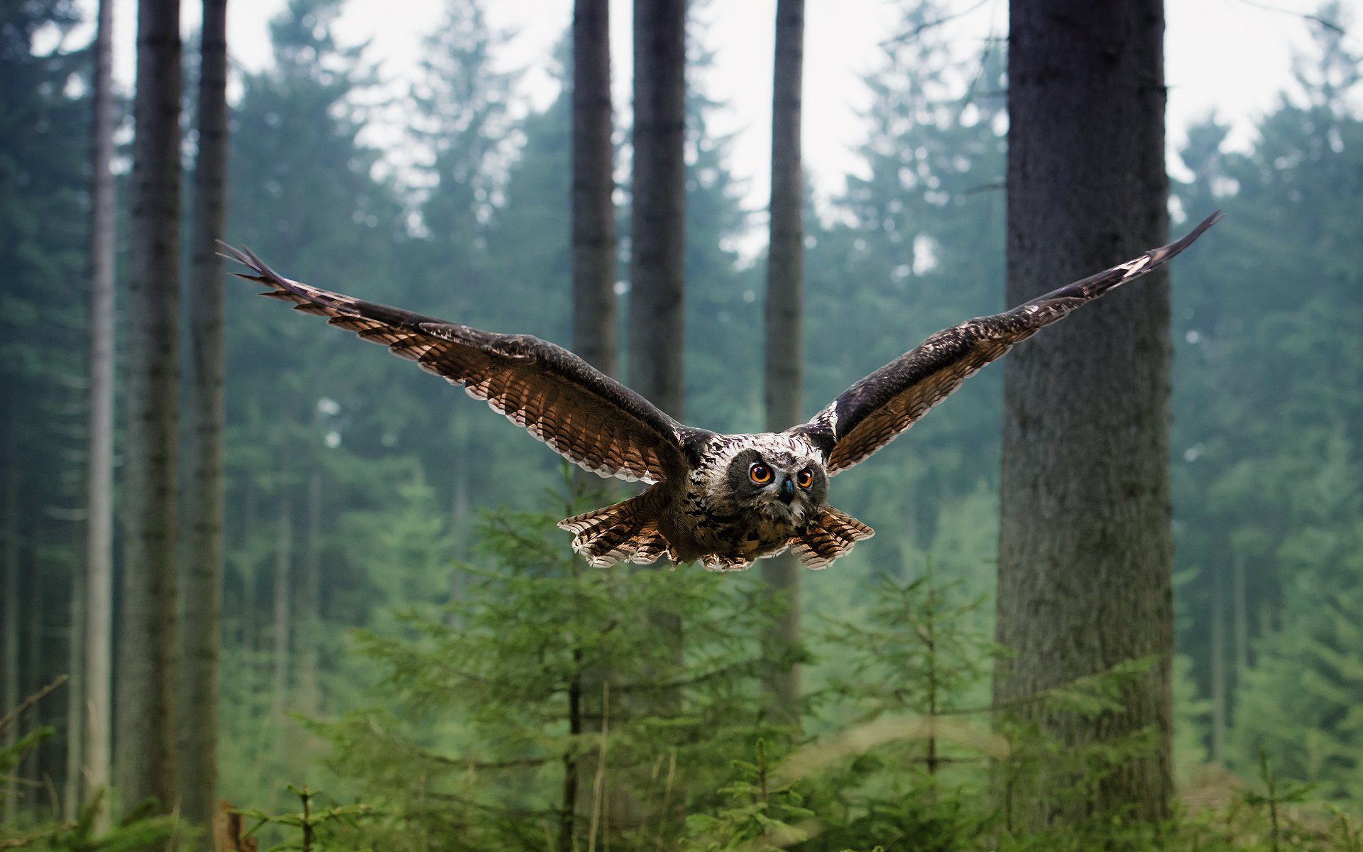 An owl in flight through a misty conifer forest, wings outstretched and eyes fixed forward as it glides between tall tree trunks.