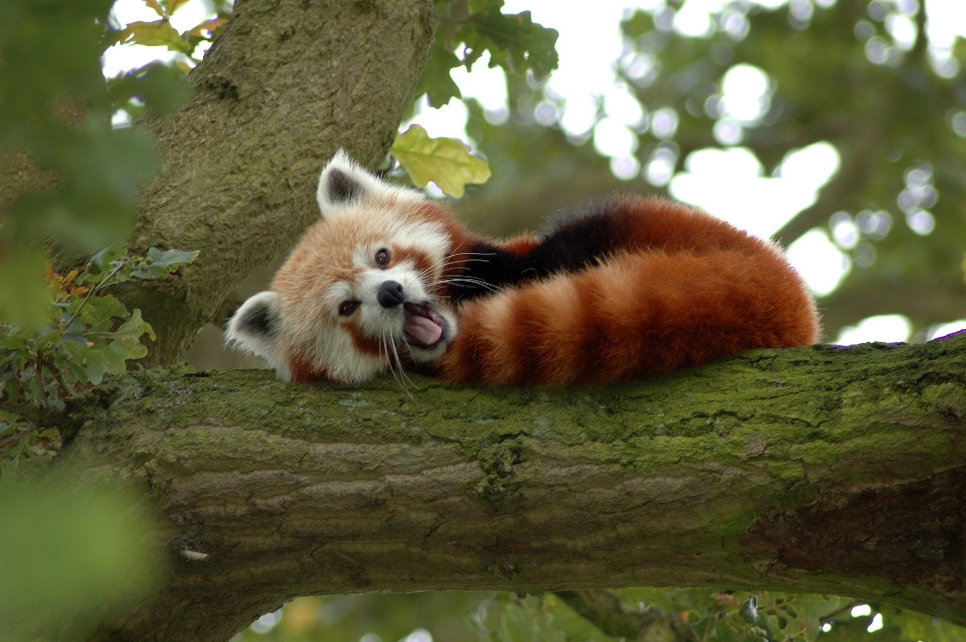 Animal red panda Image