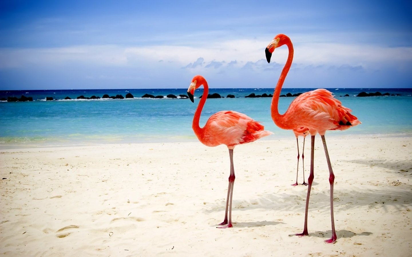 Download Animal Flamingo Image