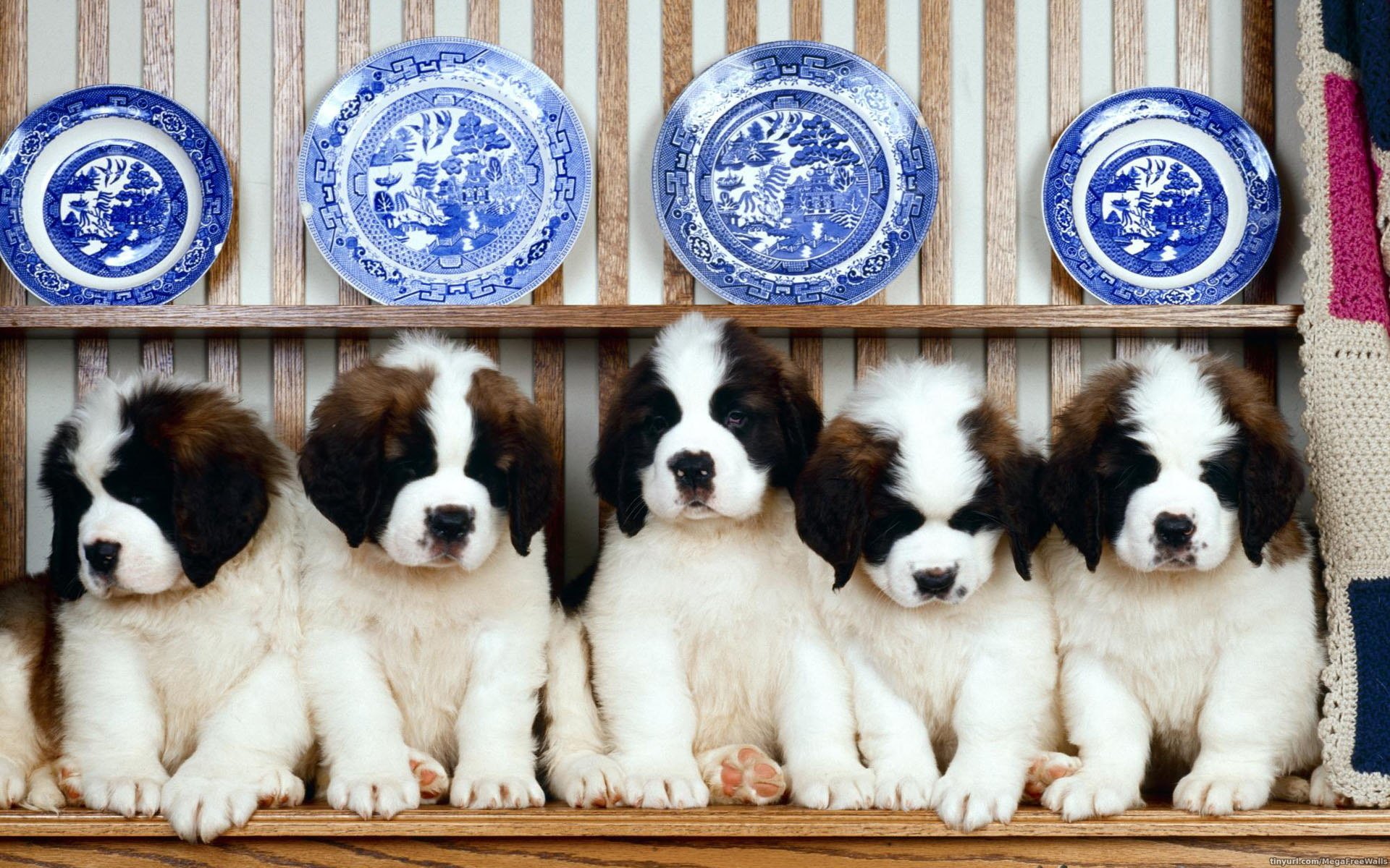 Five adorable St. Bernard puppies sit closely together on a wooden shelf, with decorative blue plates displayed behind them, showcasing their cute and fluffy appearance.