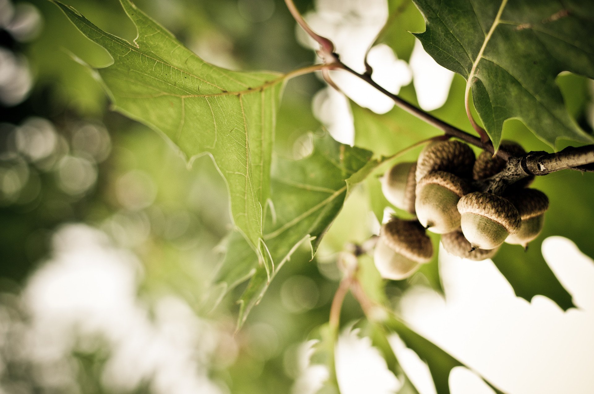 nature acorn Image