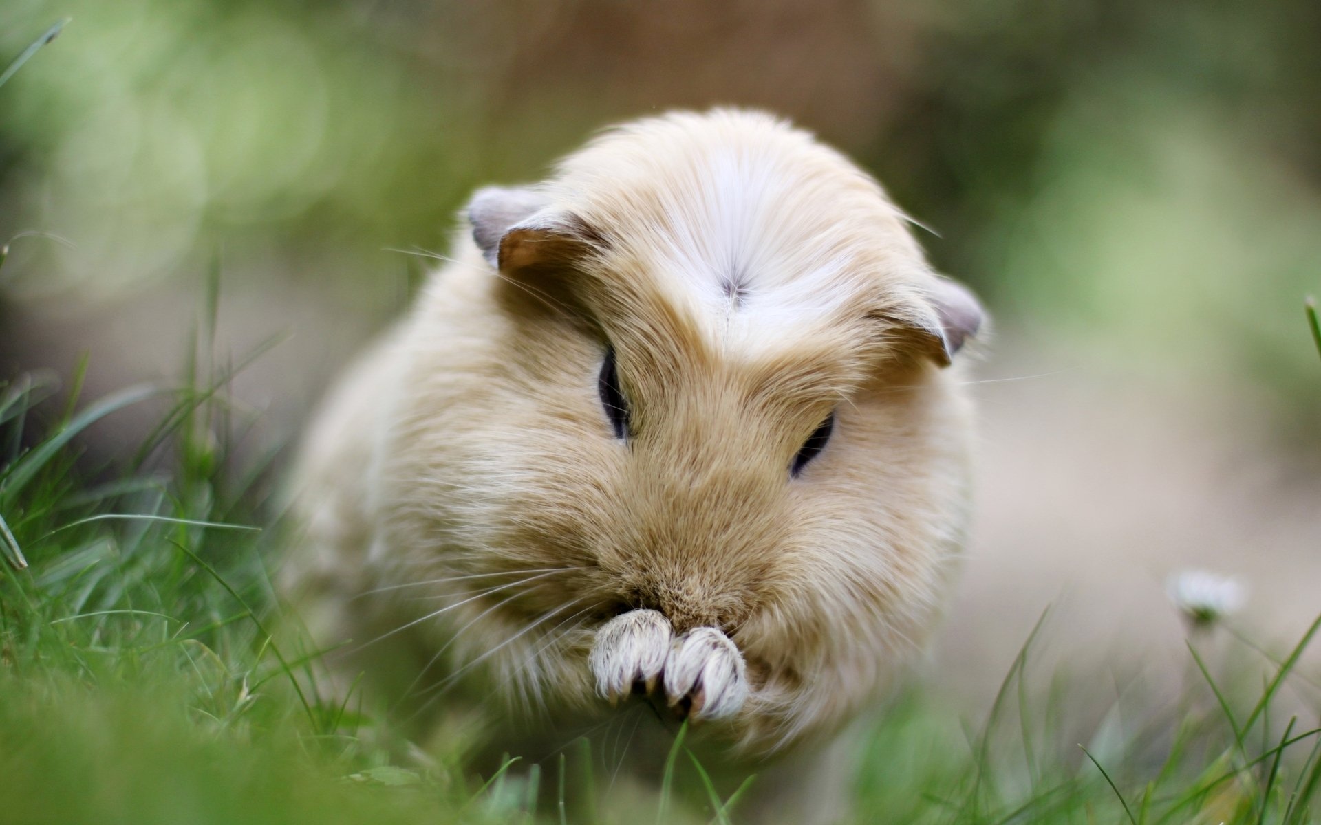 Animal hamster Image