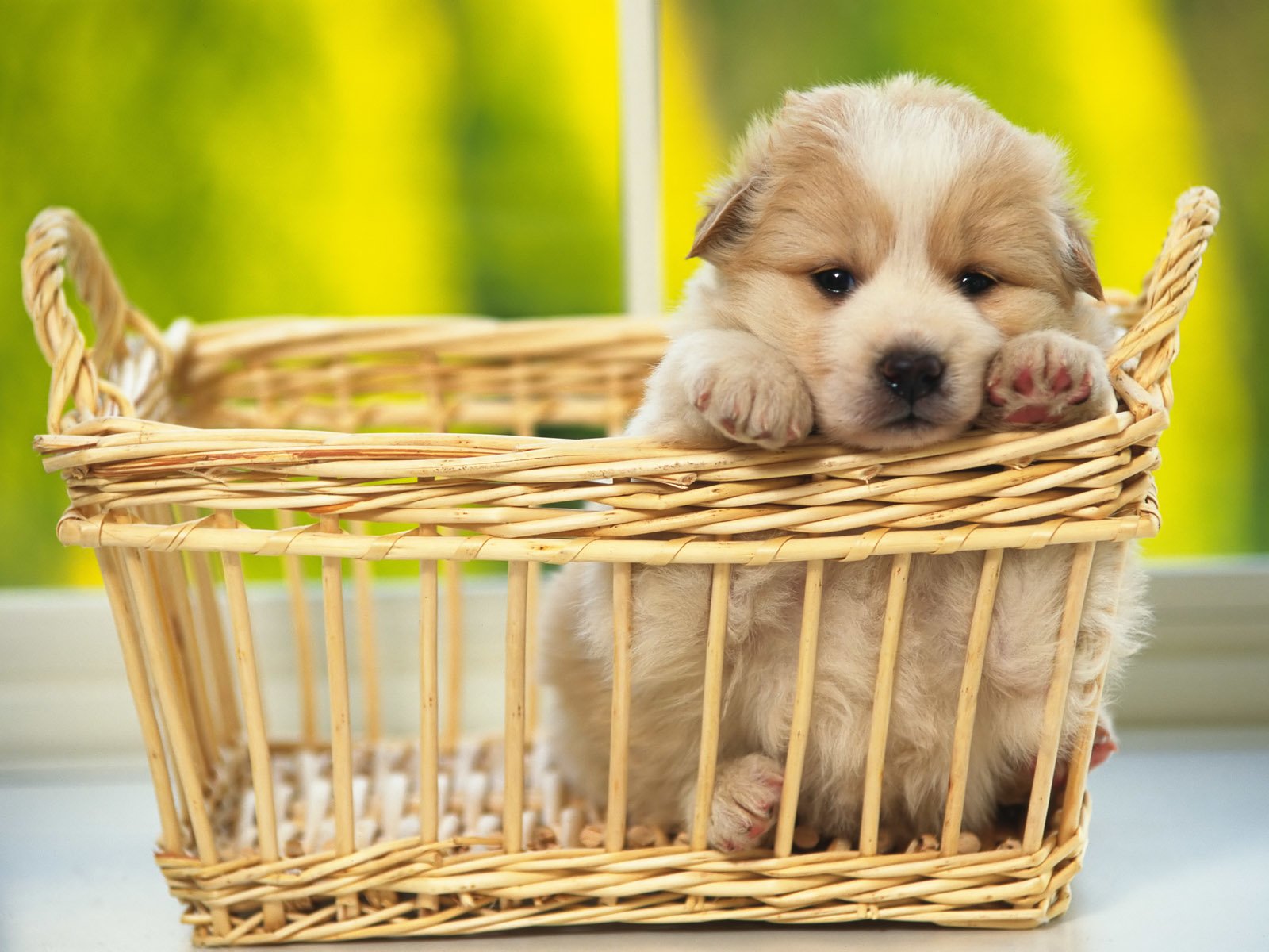 Cute Puppy In A Basket Image - Id: 280656 - Image Abyss